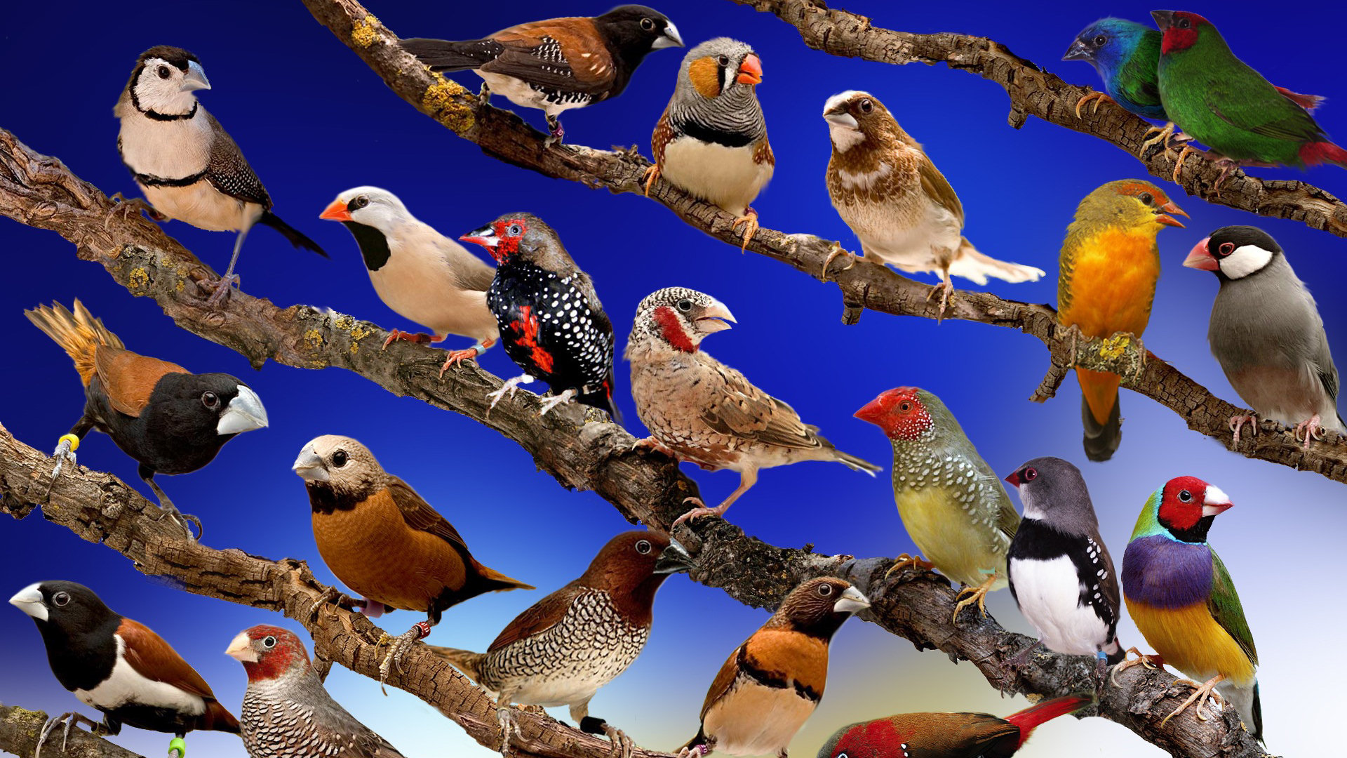 226890 Hintergrundbild herunterladen tiere, fink, vögel - Bildschirmschoner und Bilder kostenlos