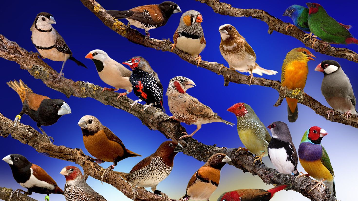 фото животных и птиц с названием