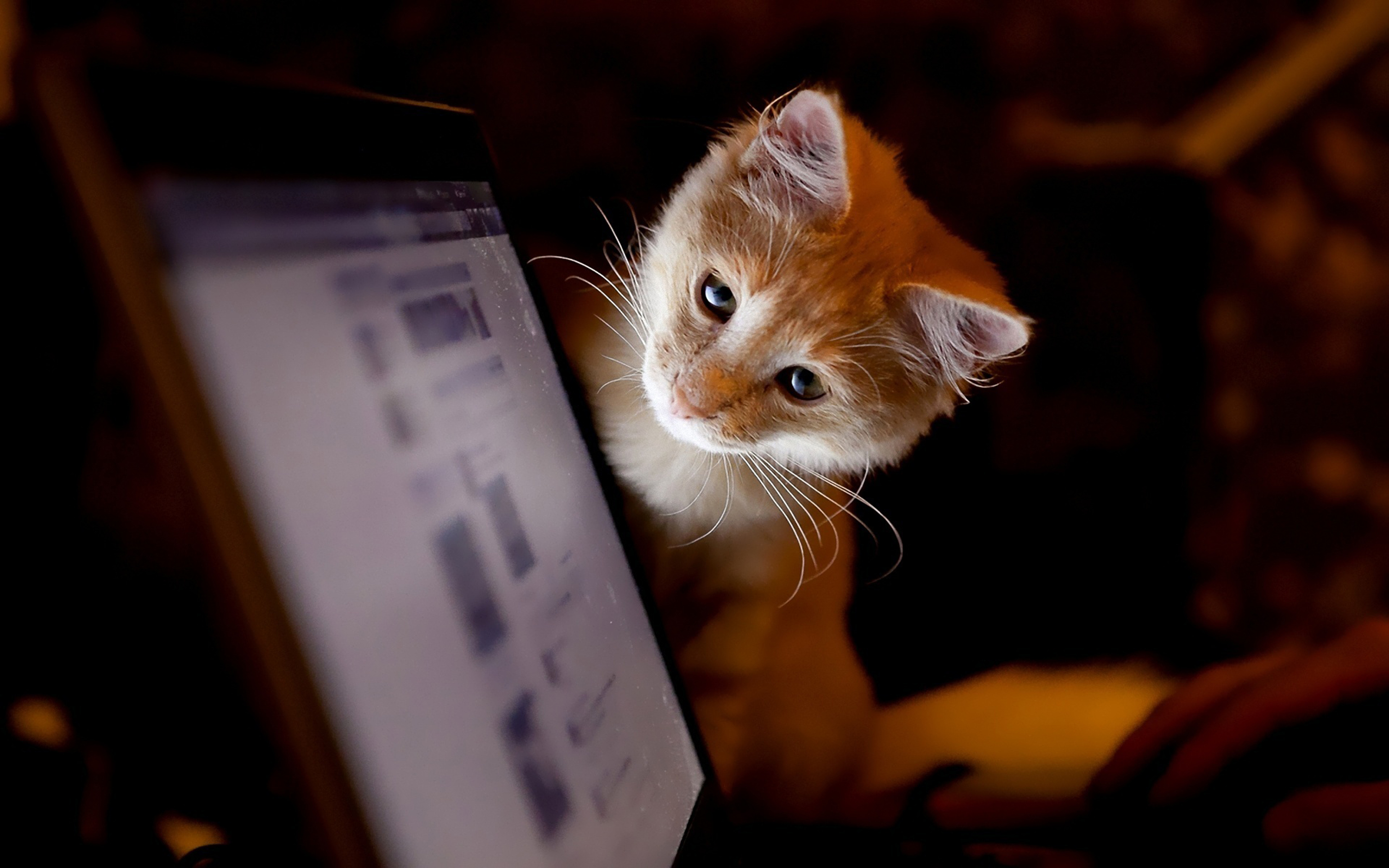 Смотрят кошки на экране. Любопытная кошка. Любопытный котенок. Котенок с компьютером. Котенок за компьютером.