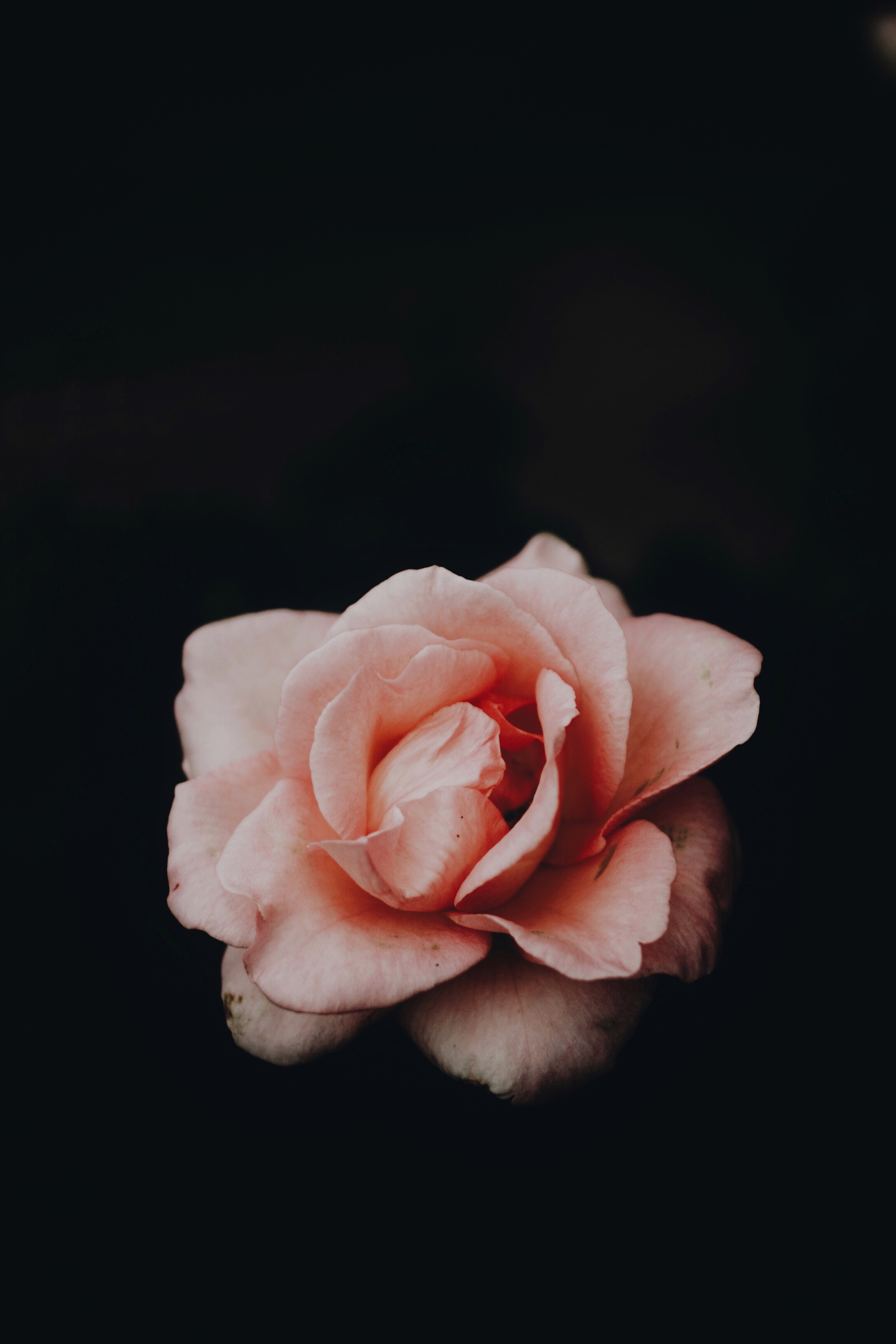 免费下载玫瑰花, 花瓣, 布顿, 芽, 深色背景, 黑暗背景, 粉色的, 花卉, 粉色手机壁纸。
