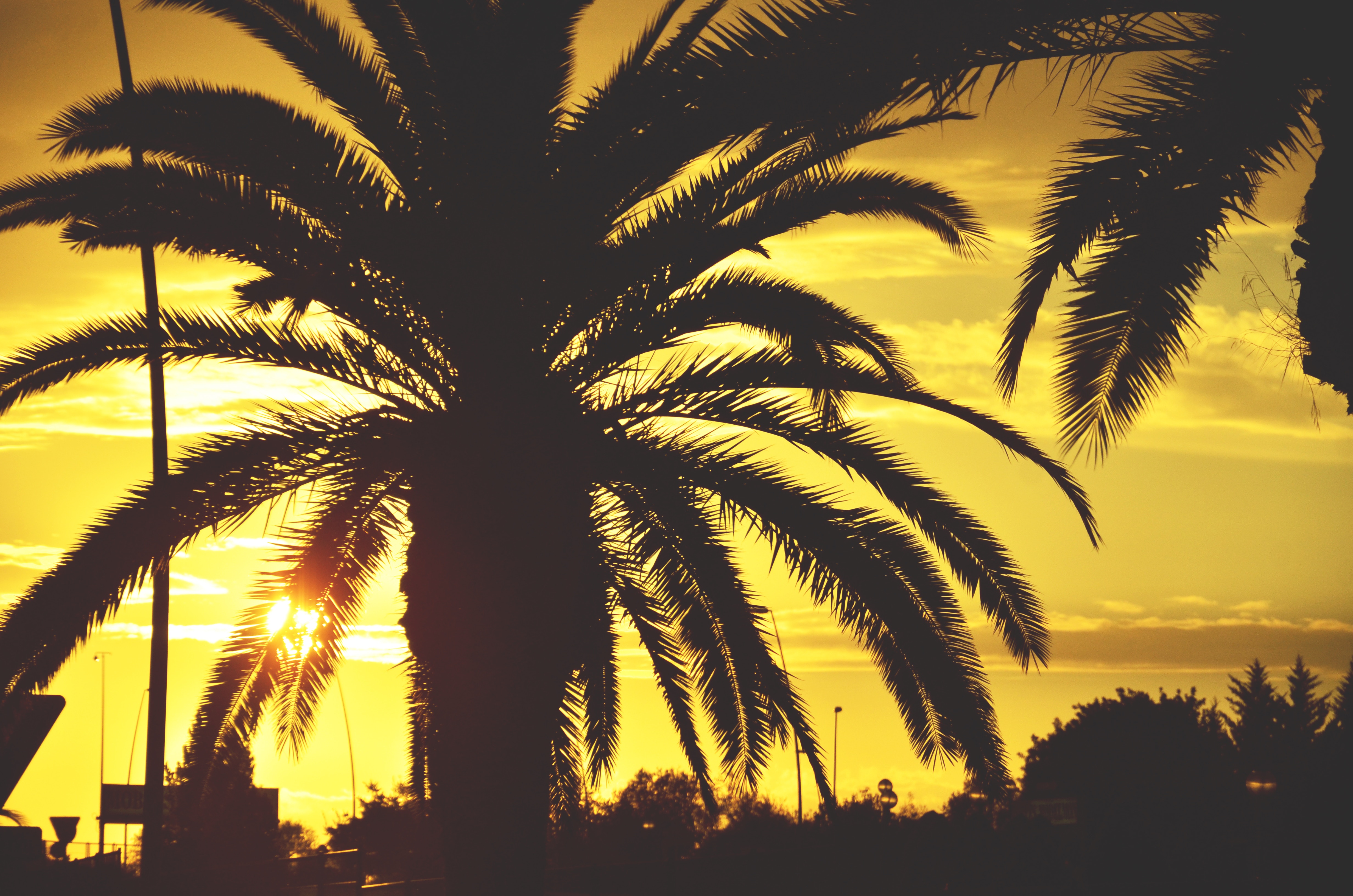 Голливудские пальмы на закате