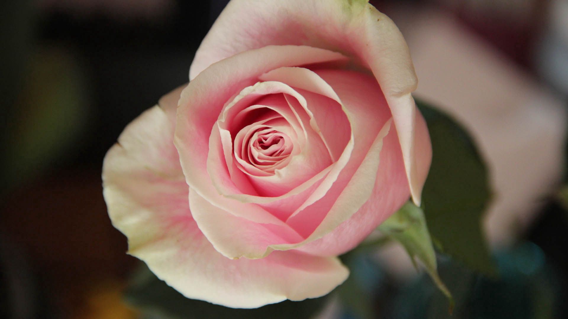 Розовая роза вид сбоку