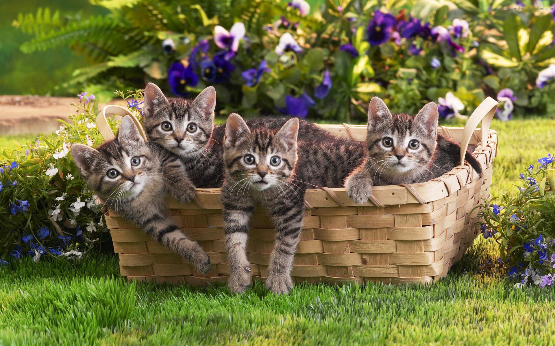 36669 скачать картинку кошки (коты котики), животные - обои и заставки бесплатно
