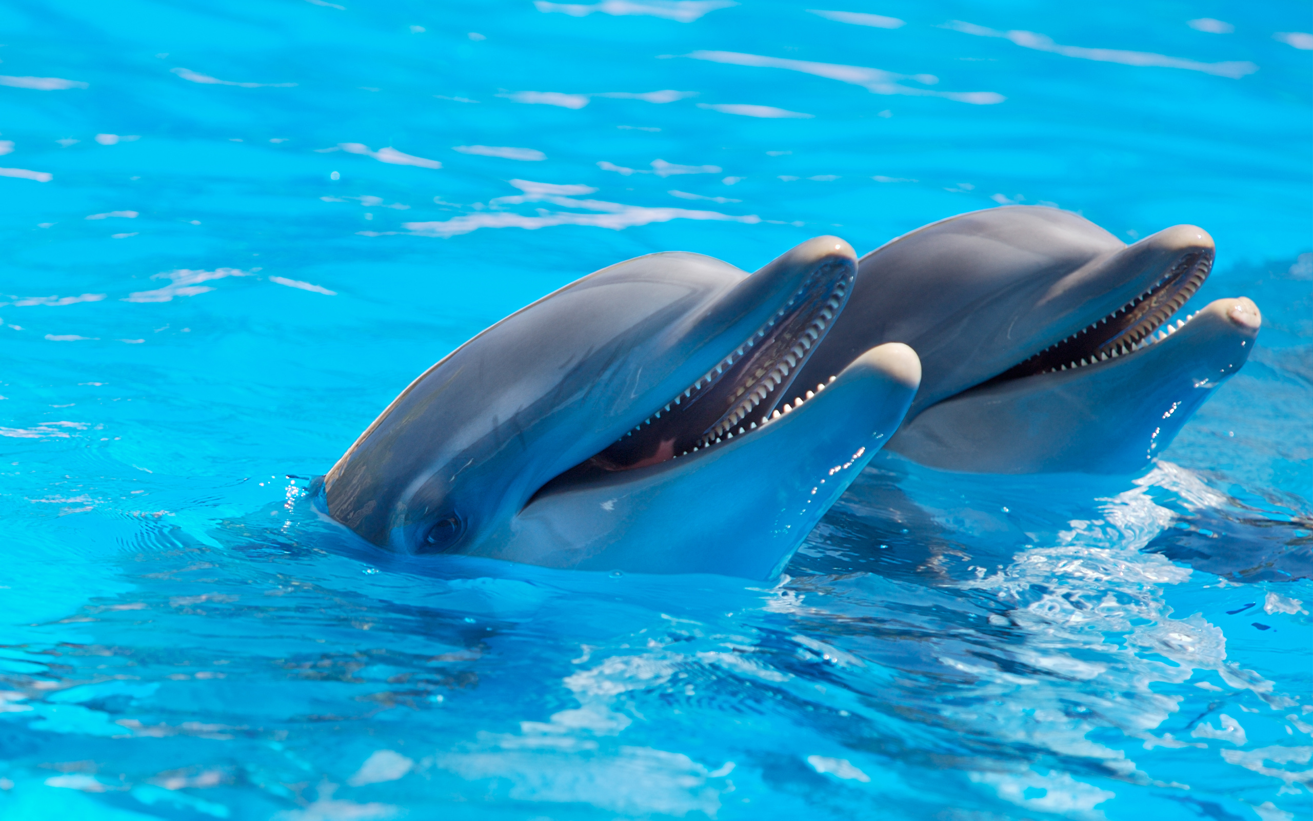 Дельфины фото