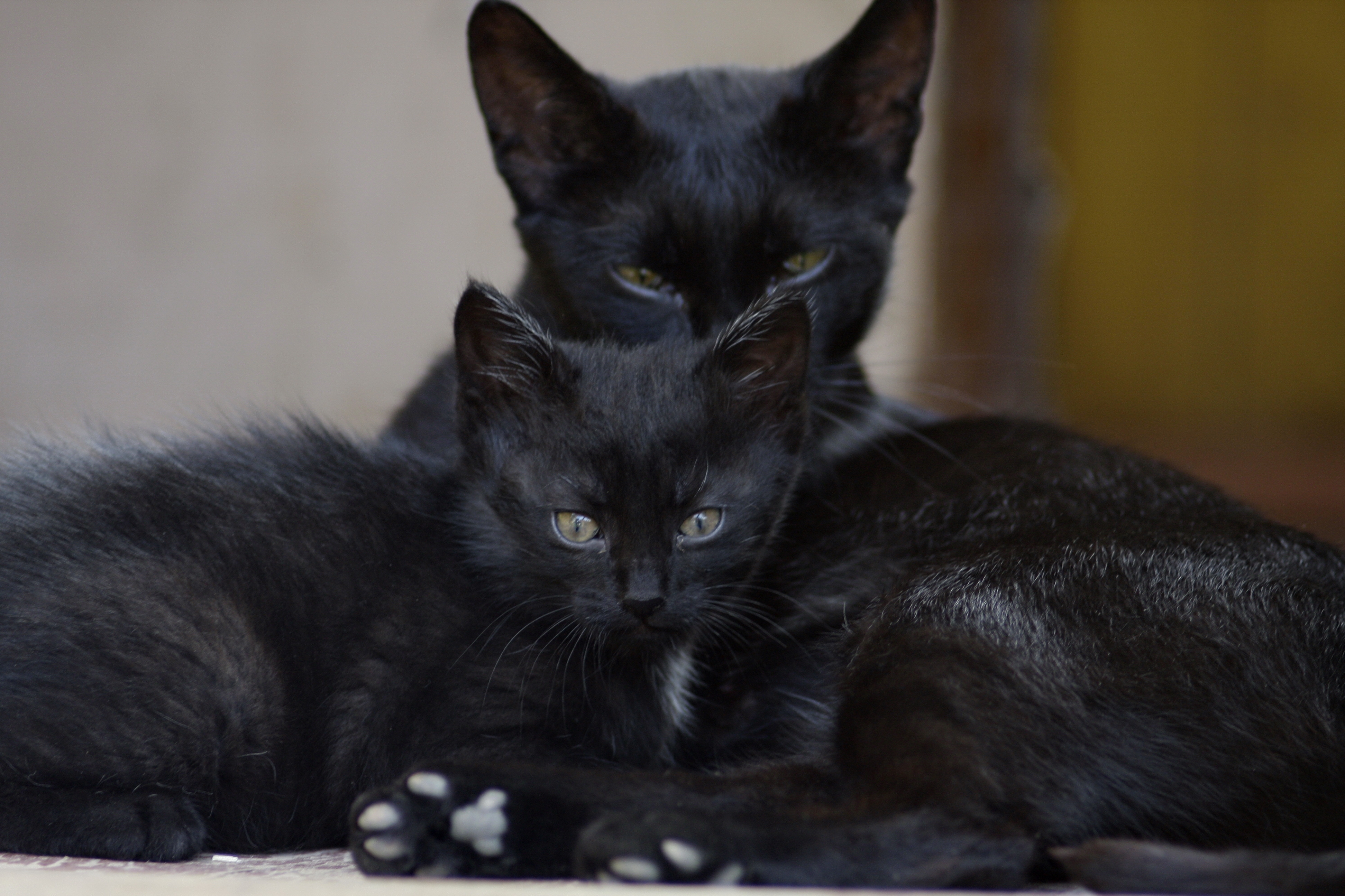 55424 завантажити шпалери заява, тварини, кошеня, погляд, родина, чорні коти, чорні кішки - заставки і картинки безкоштовно