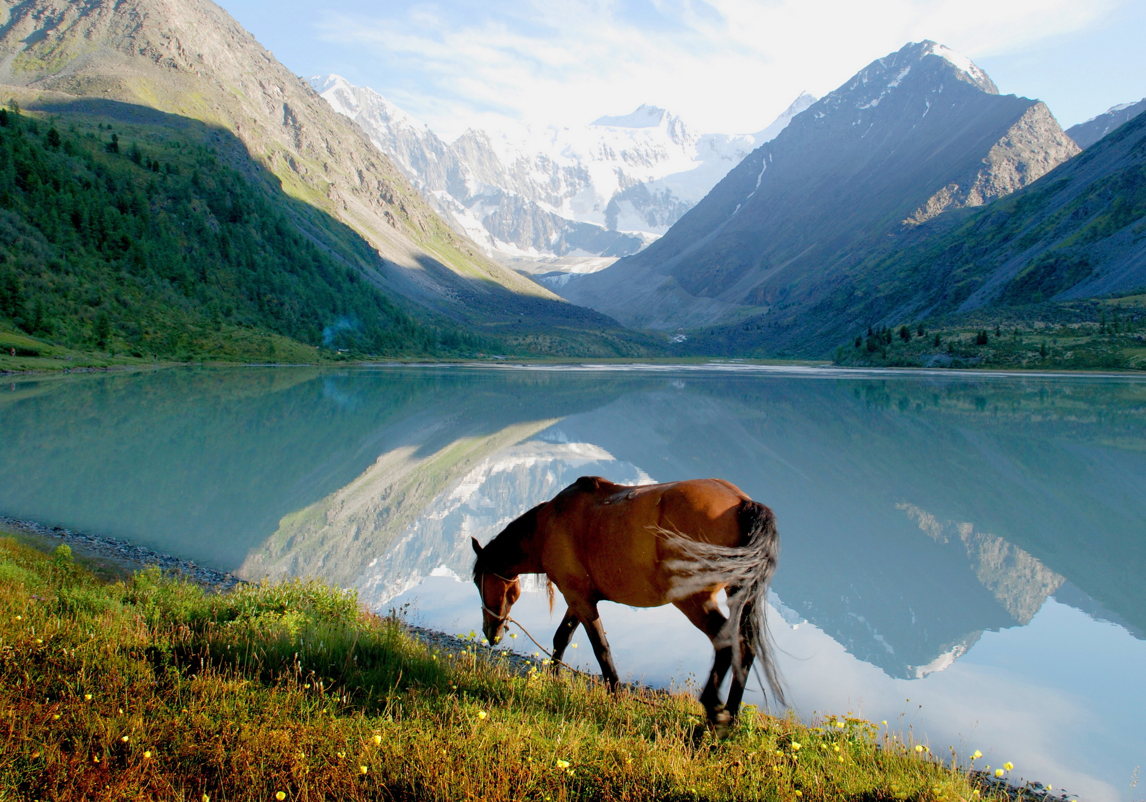 70989壁紙のダウンロード動物, 草, 山脈, 馬, 湖, 散歩, うま-スクリーンセーバーと写真を無料で