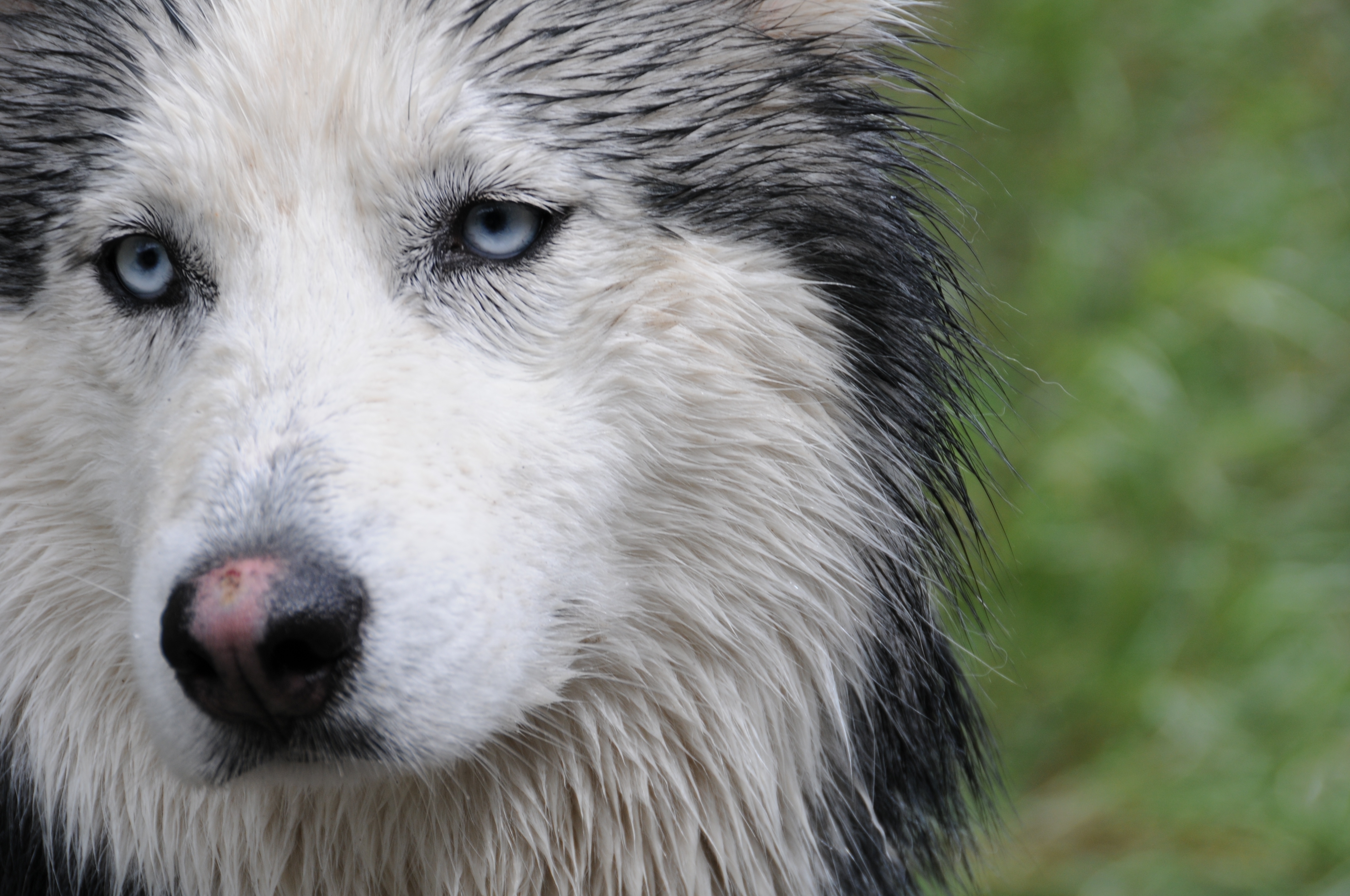 Download mobile wallpaper Animals, Muzzle, Dog, Husky, Wet for free.