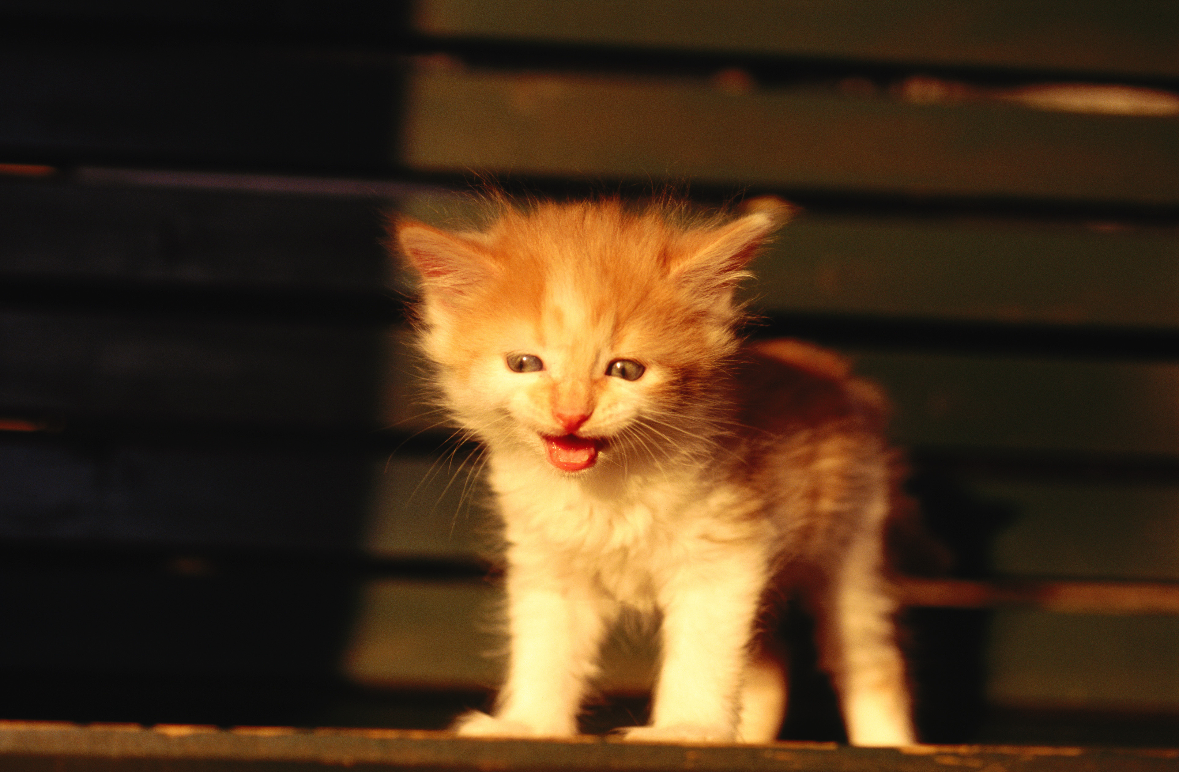 Мяуканье кошки дразнилка. Рыжий котёнок. Рыжие коты. Рыженький котенок. Маленький котенок.