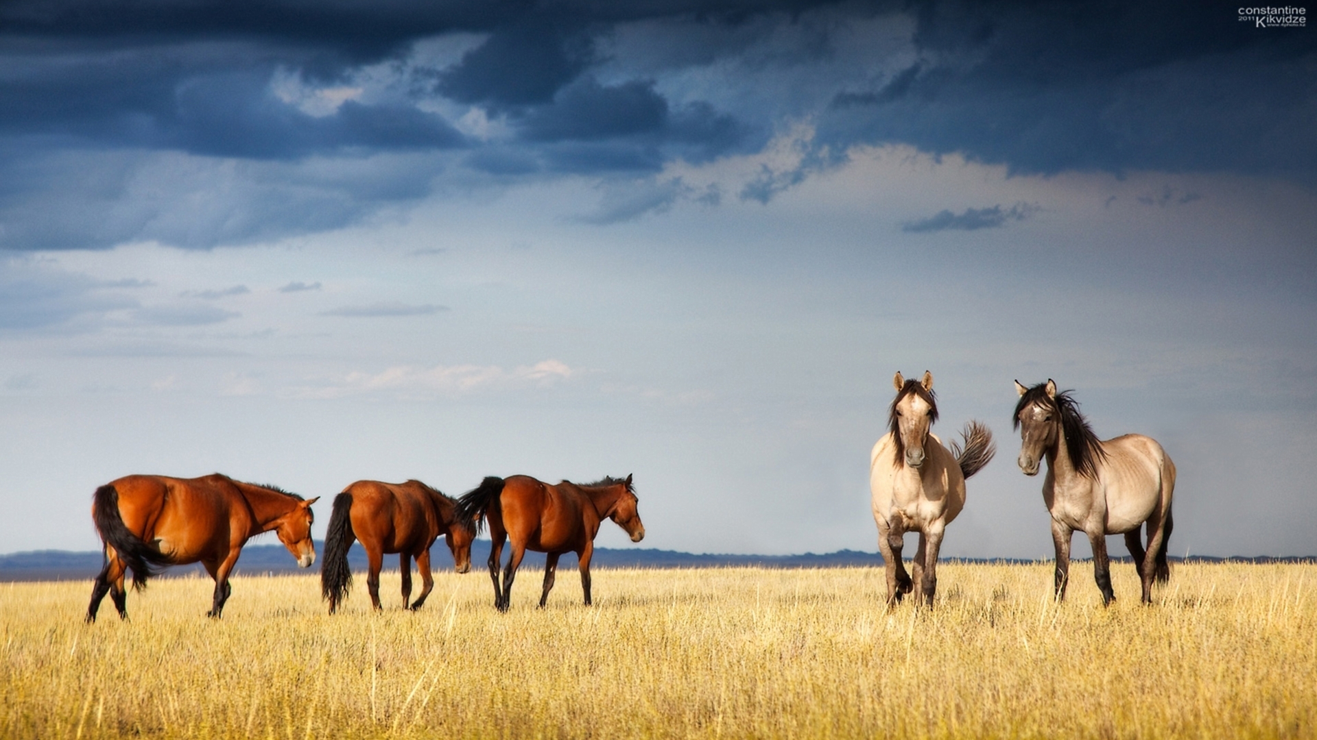Казахстан конь степь