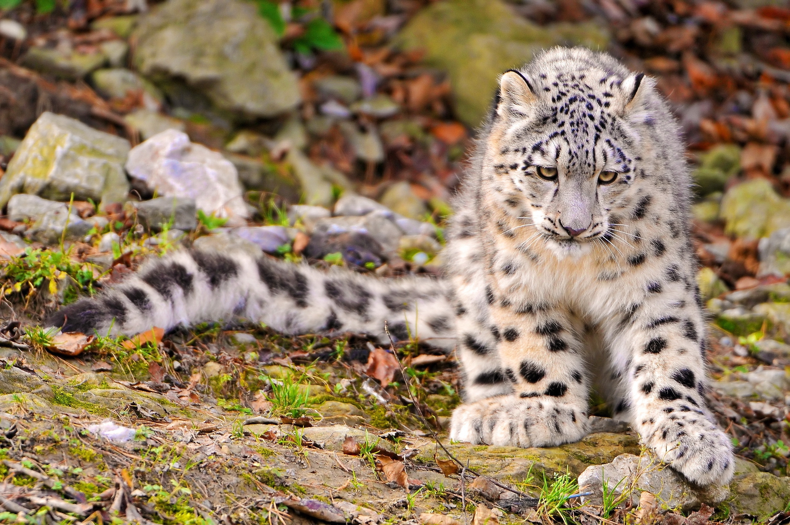 Free download wallpaper Grass, Snow Leopard, Sit, Predator, Big Cat, Animals, Autumn on your PC desktop
