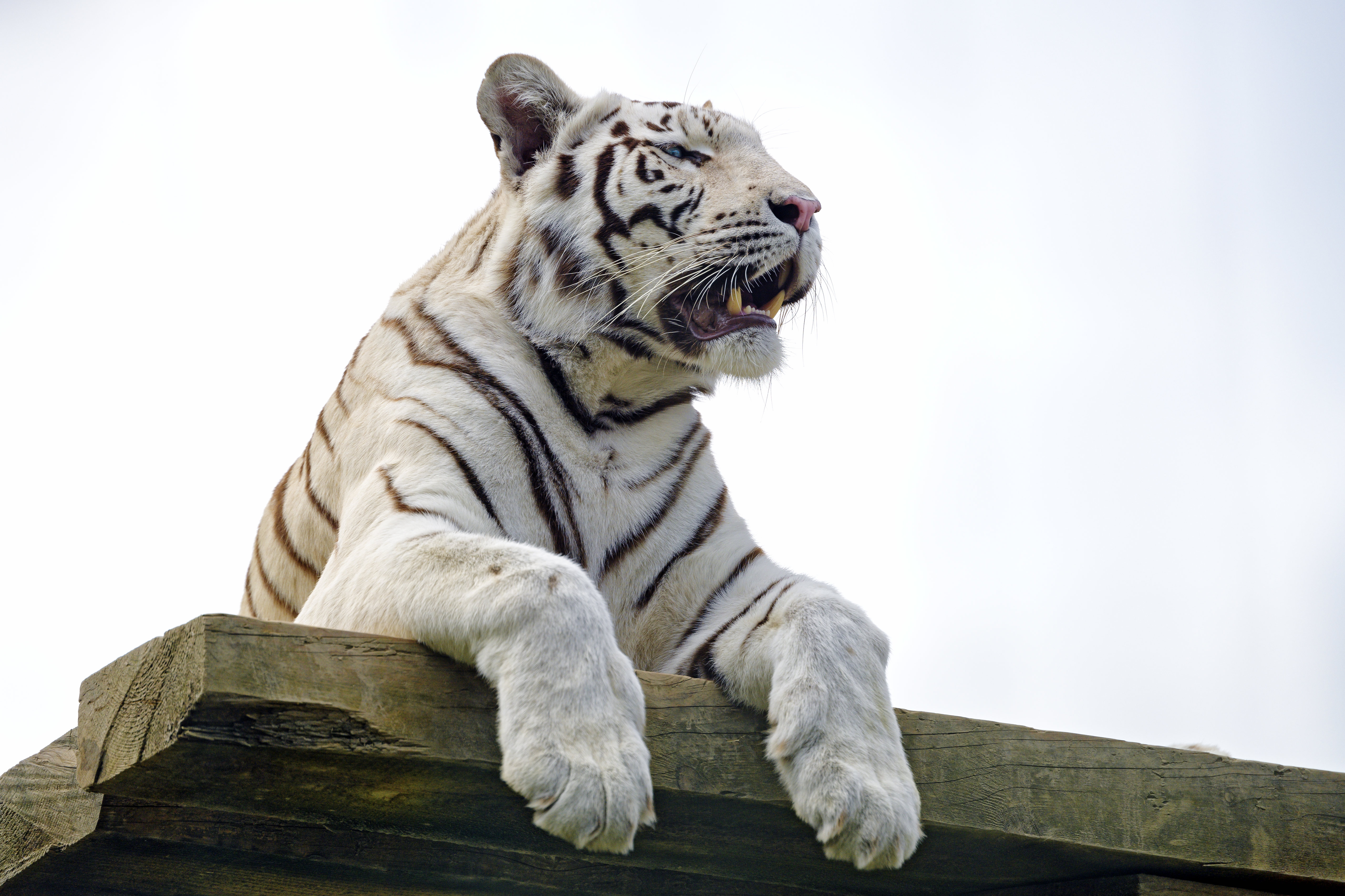 animals, predator, tiger, paws, bengal tiger mobile wallpaper