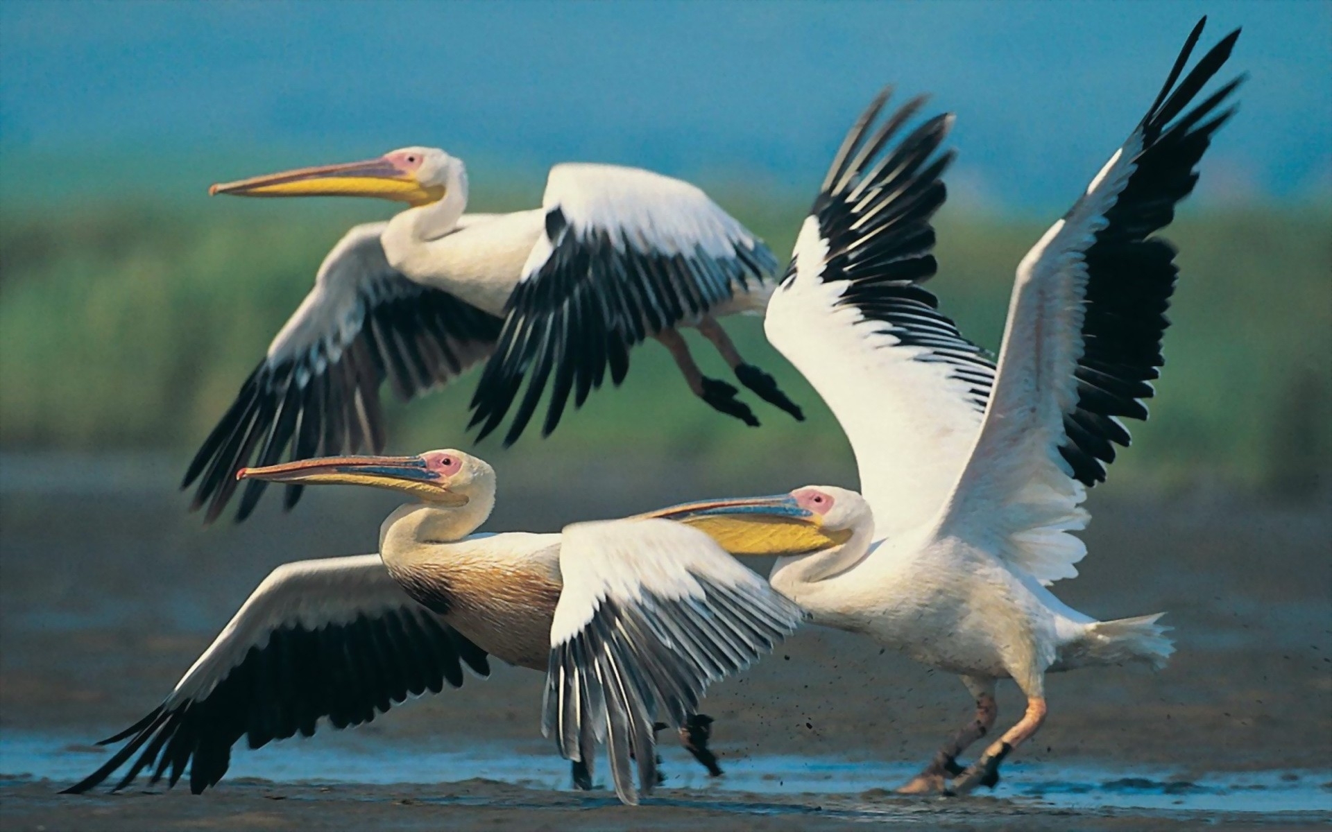 270014 Bild herunterladen tiere, pelikan, vögel - Hintergrundbilder und Bildschirmschoner kostenlos