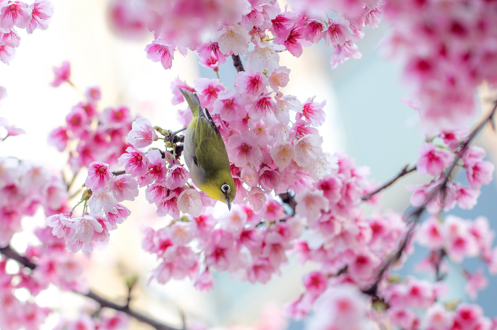 免费下载暗绿绣眼鸟, 花簇, 樱花, 春季, 鸟, 鸟类, 动物手机壁纸。