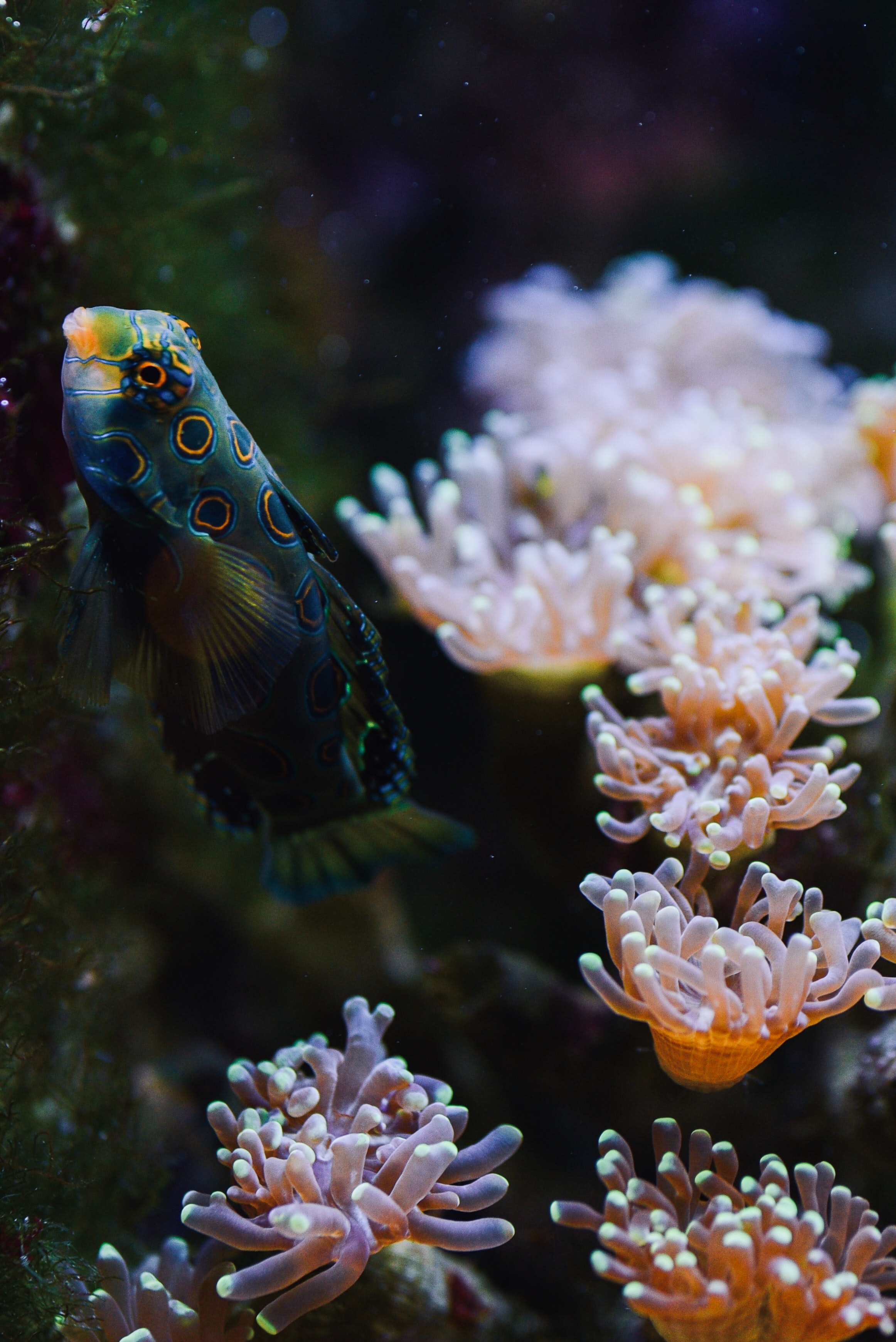84413 Hintergrundbild herunterladen tiere, wasser, koralle, aquarium, ein fisch, fisch - Bildschirmschoner und Bilder kostenlos