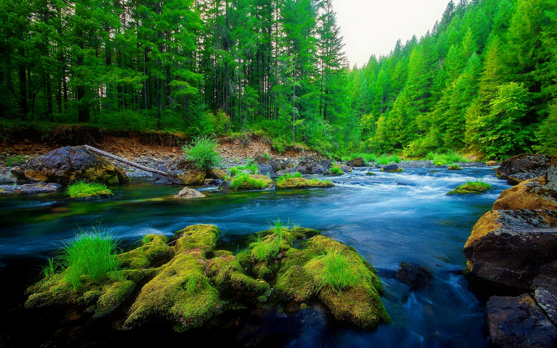 Картинка лес и речка