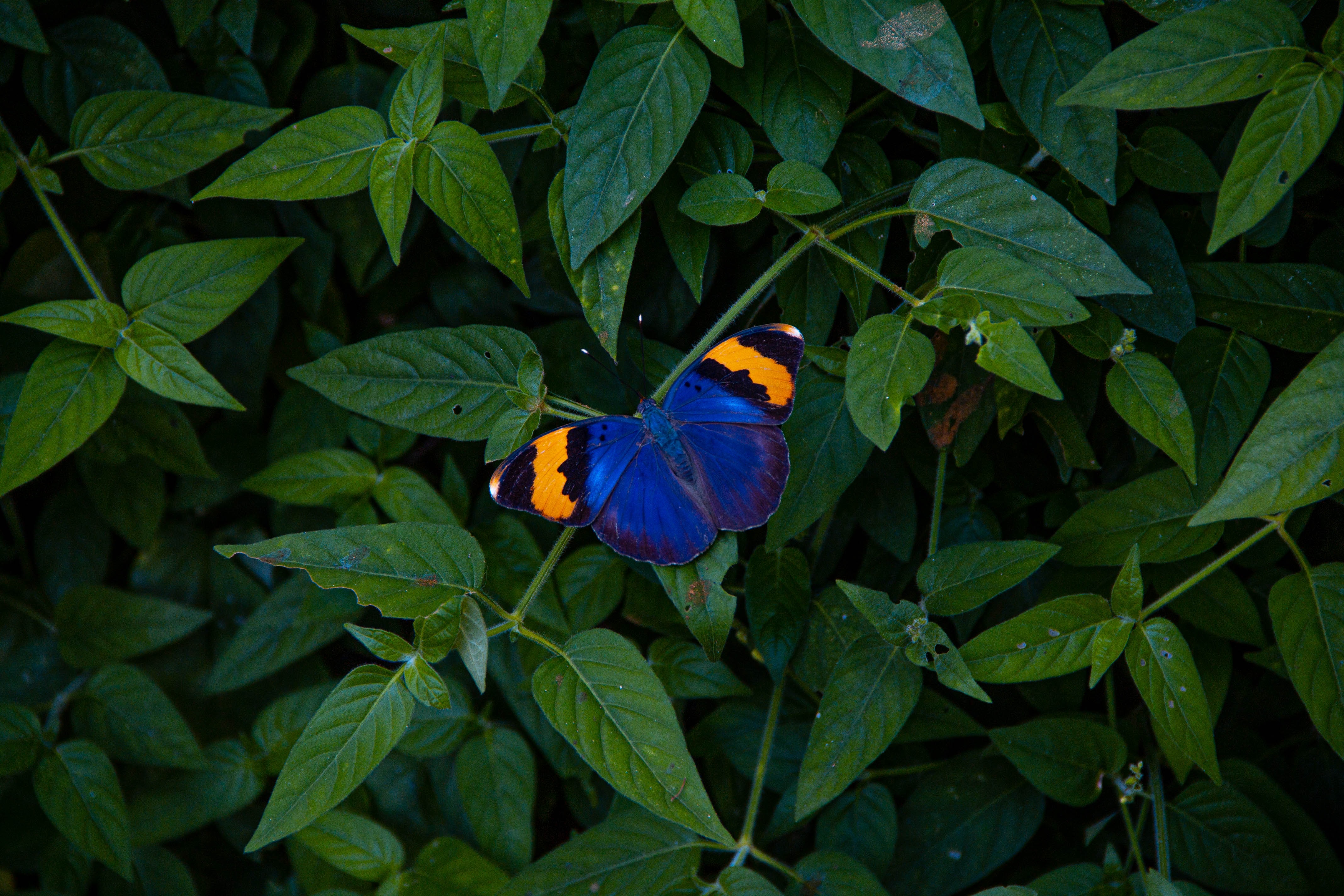 無料モバイル壁紙動物, 葉, モトリー, 翼, バタフライ, 色とりどり, 蝶をダウンロードします。
