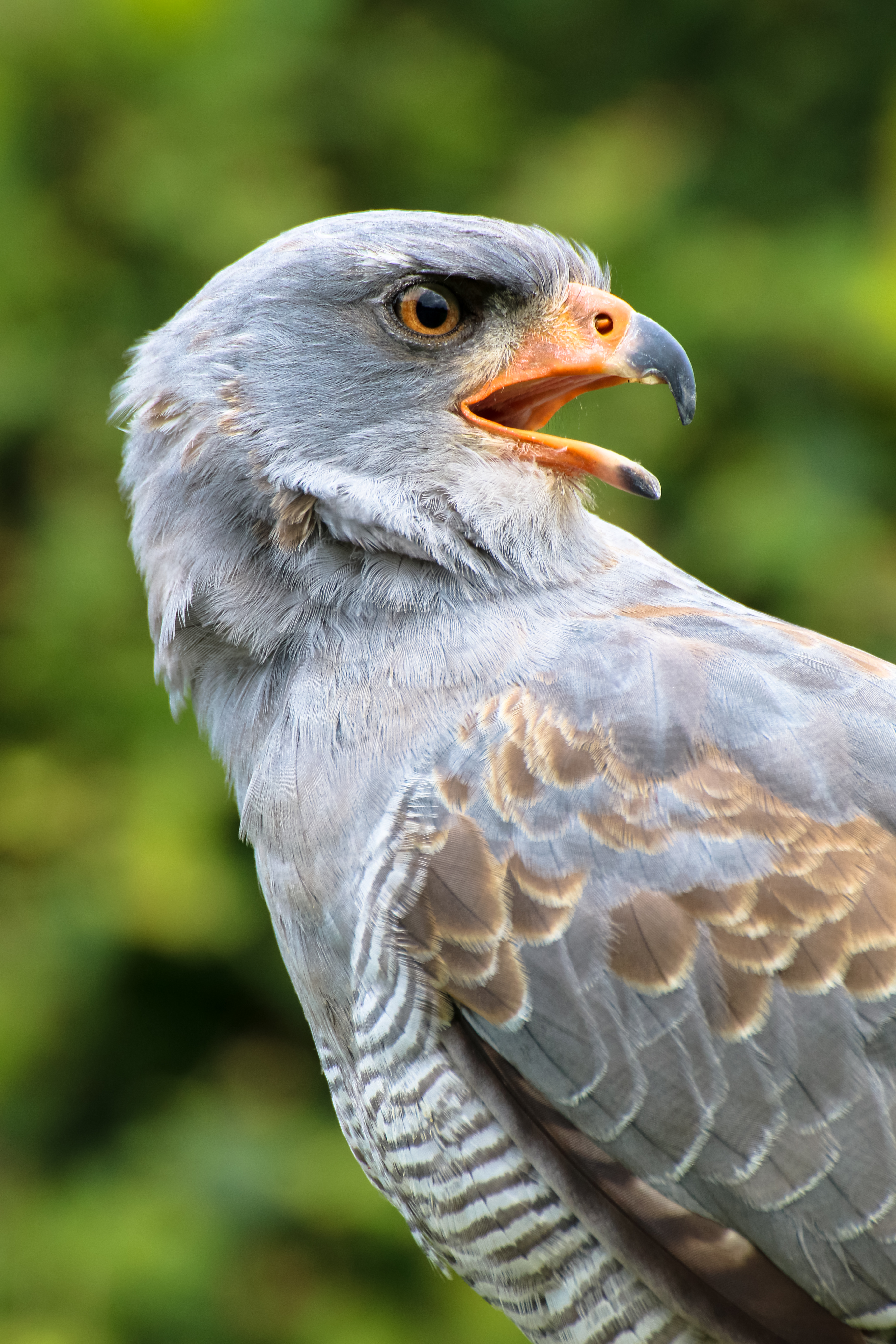 Download background eagle, animals, feather, bird, beak, predator