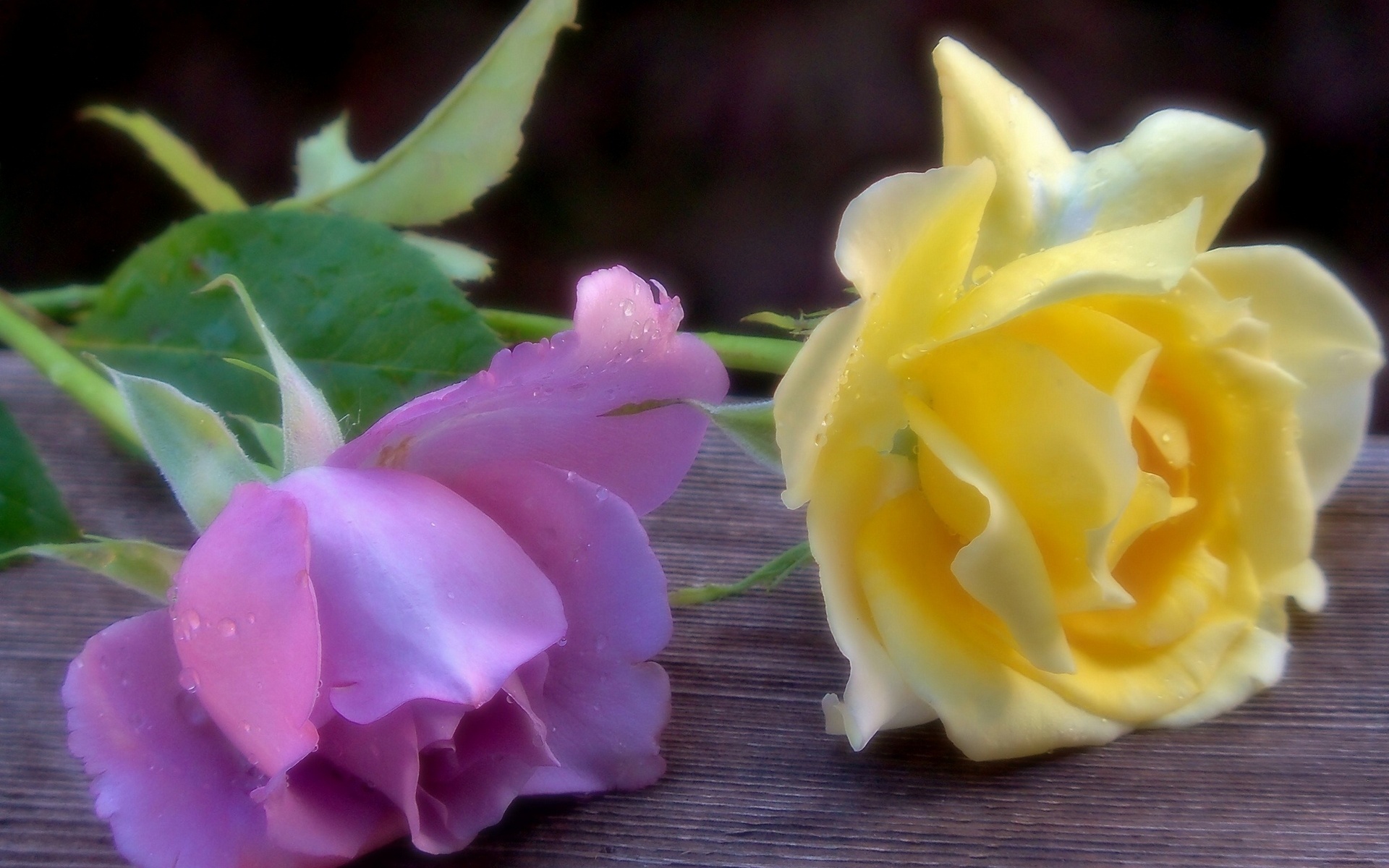Два нежных цветочка в память