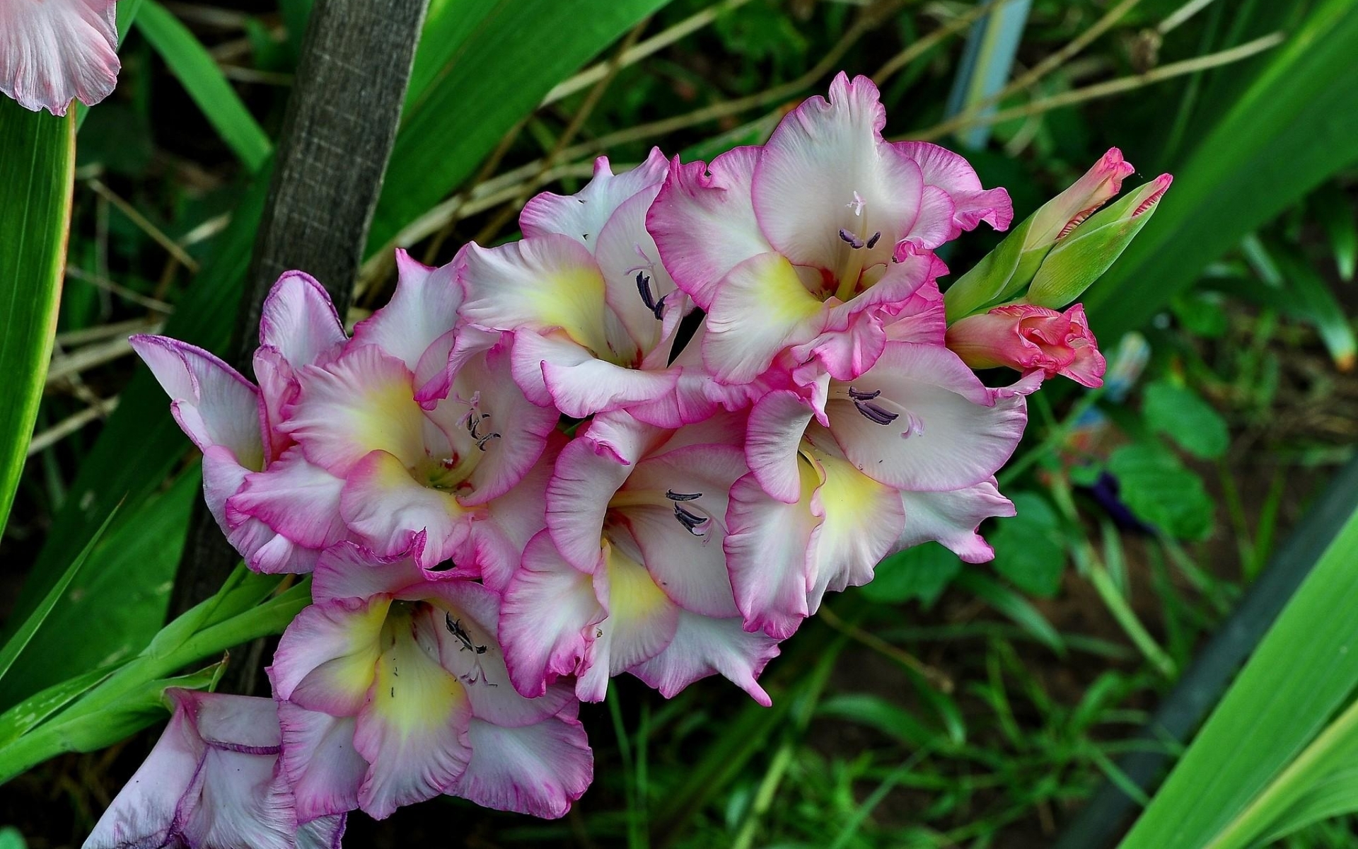gladiolus, earth, flowers High Definition image