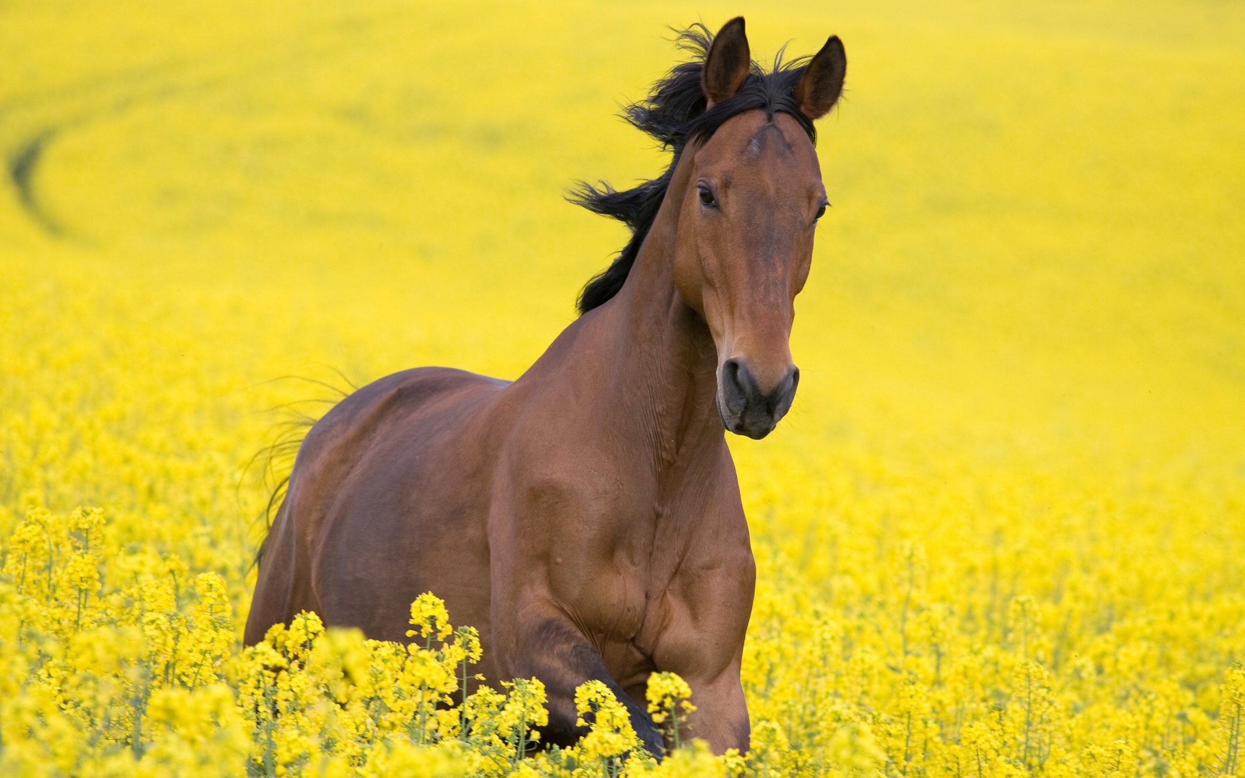 Желтый Мустанг лошадь