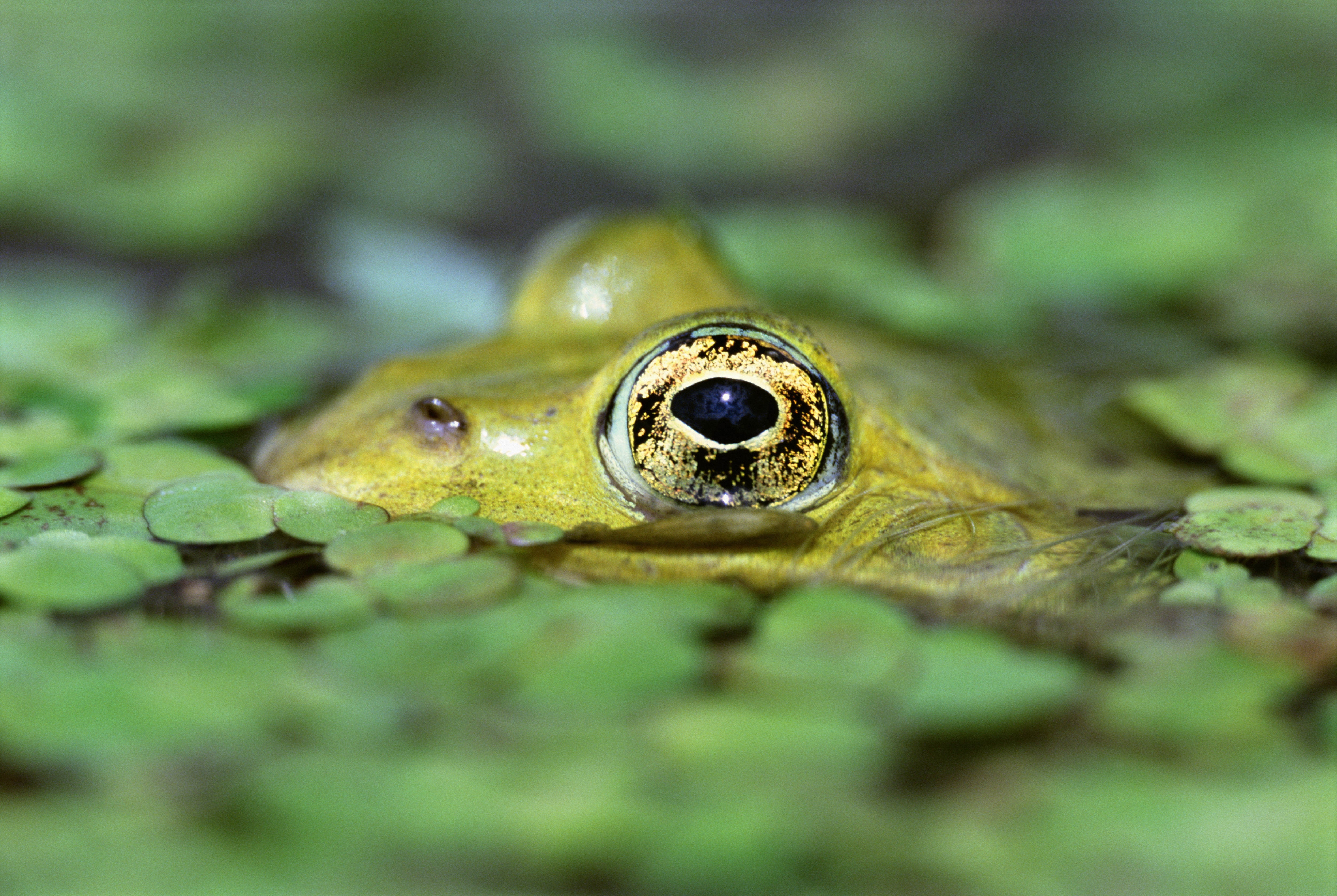 Download mobile wallpaper Duckweed, Animals, Toad, Water, Eyes for free.