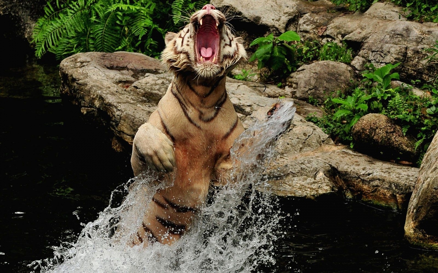 49673 Bild herunterladen tigers, tiere - Hintergrundbilder und Bildschirmschoner kostenlos