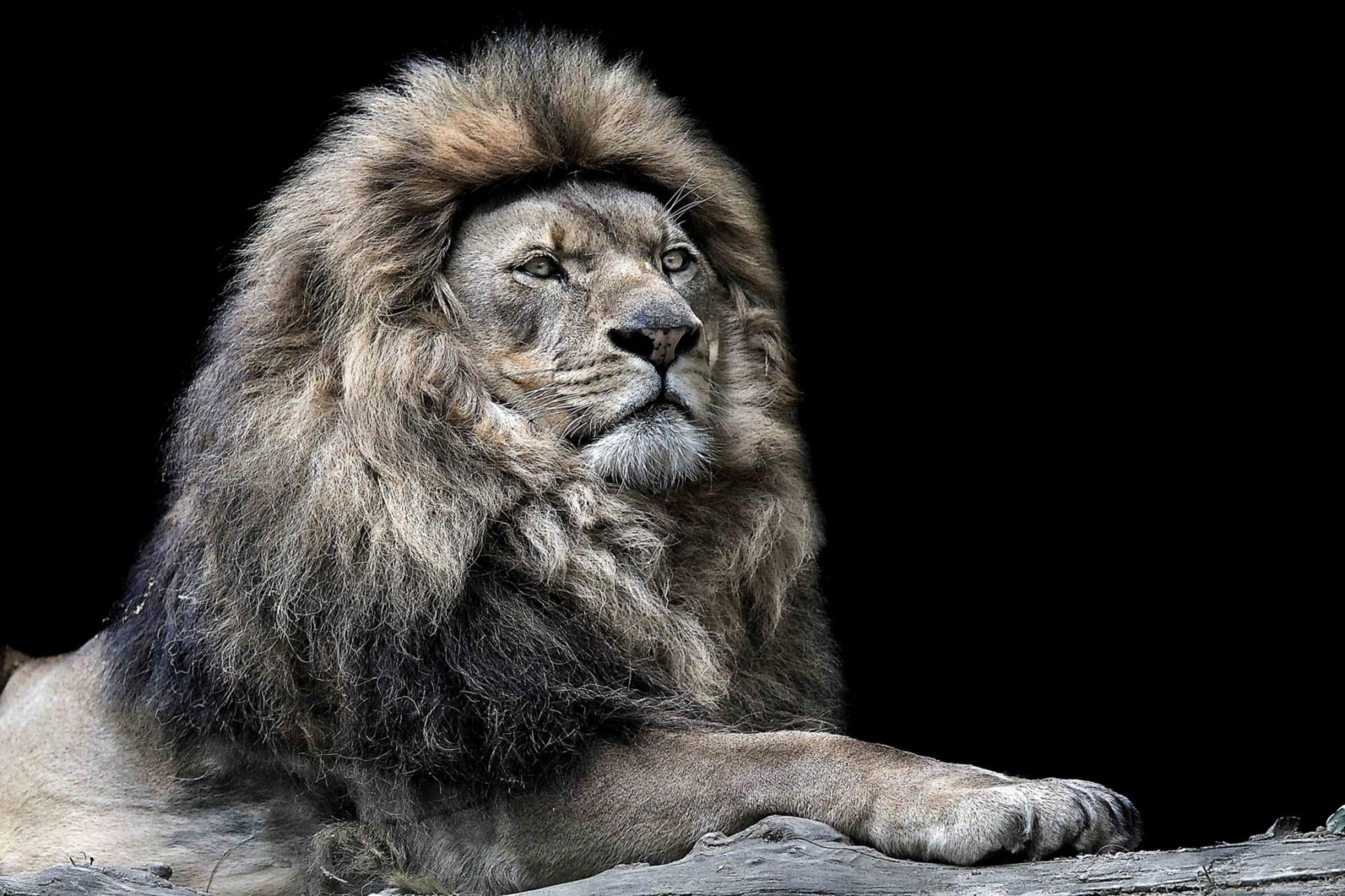 фото львов на аву