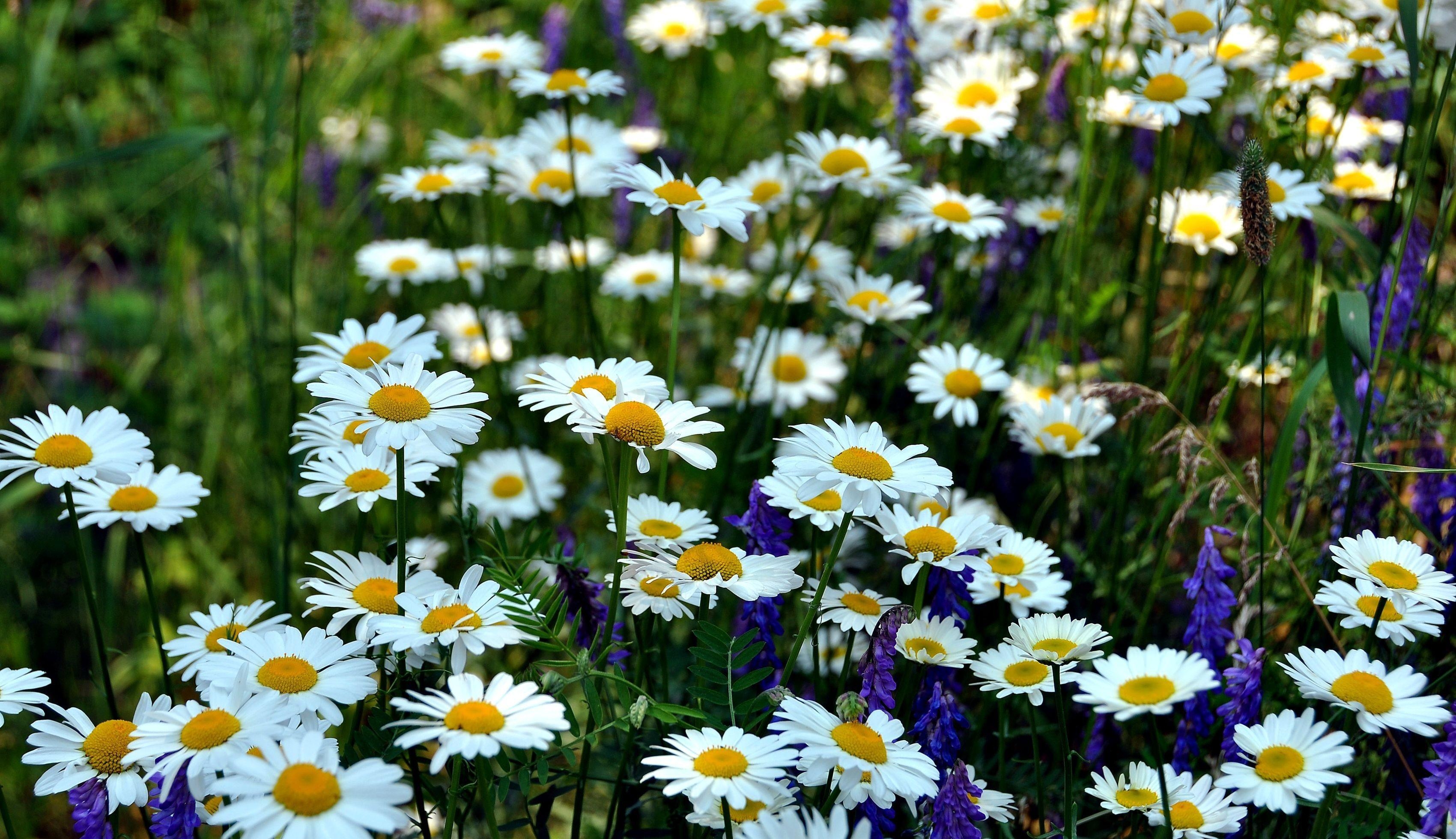 grass, blur, flowers, summer, camomile, smooth, greens, glade, polyana Free Stock Photo