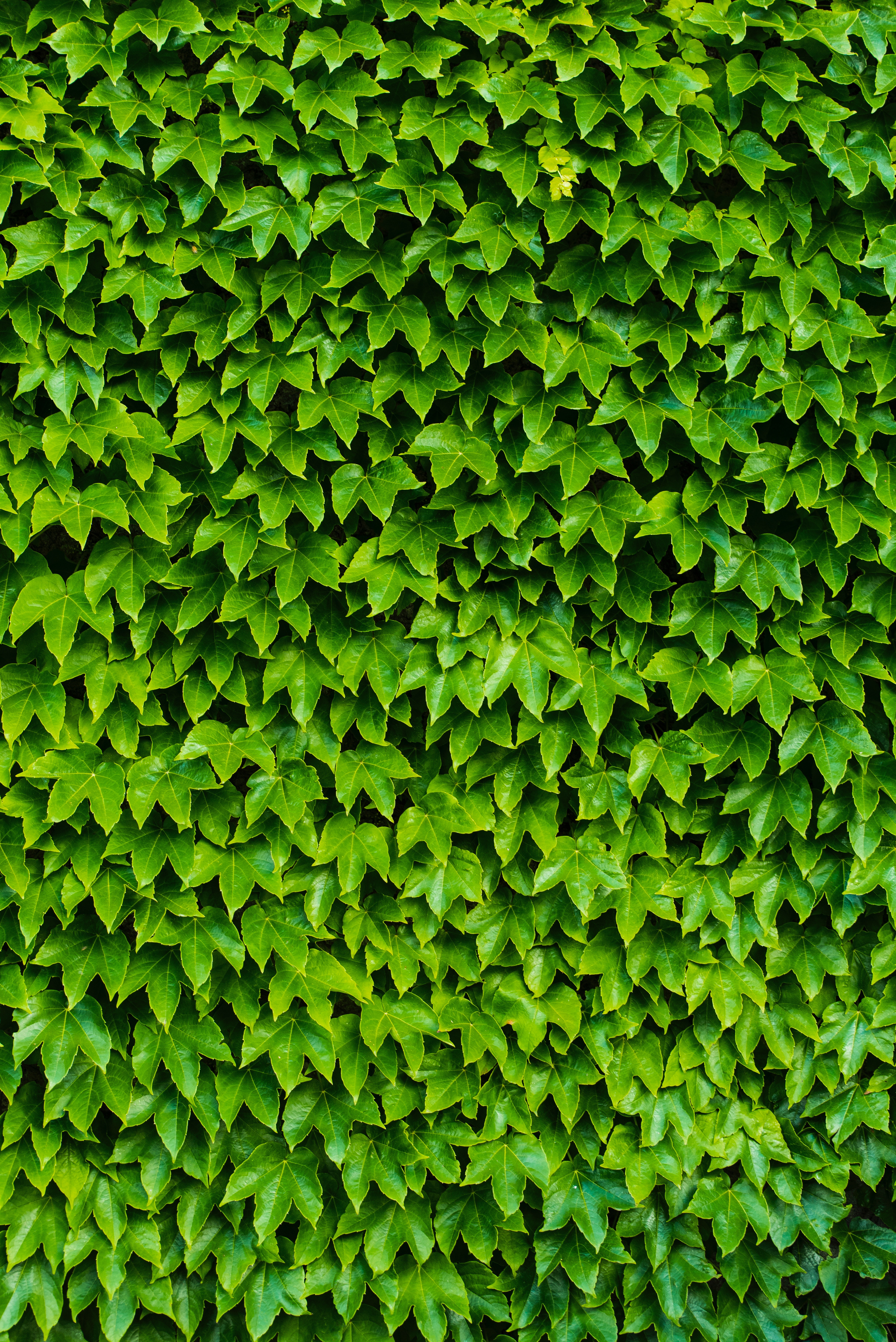 Download mobile wallpaper Carved, Plant, Foliage, Nature for free.