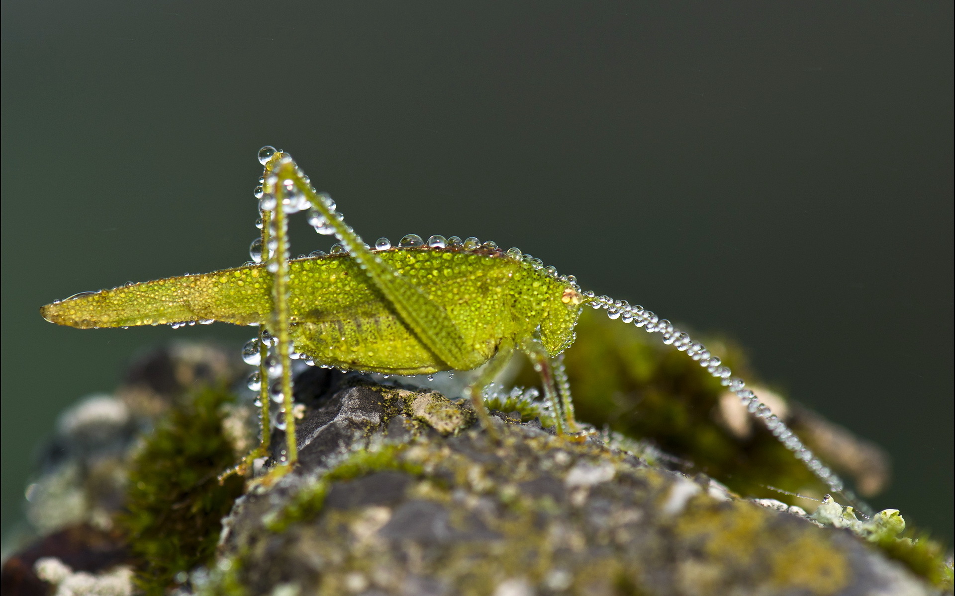 animal, grasshopper mobile wallpaper