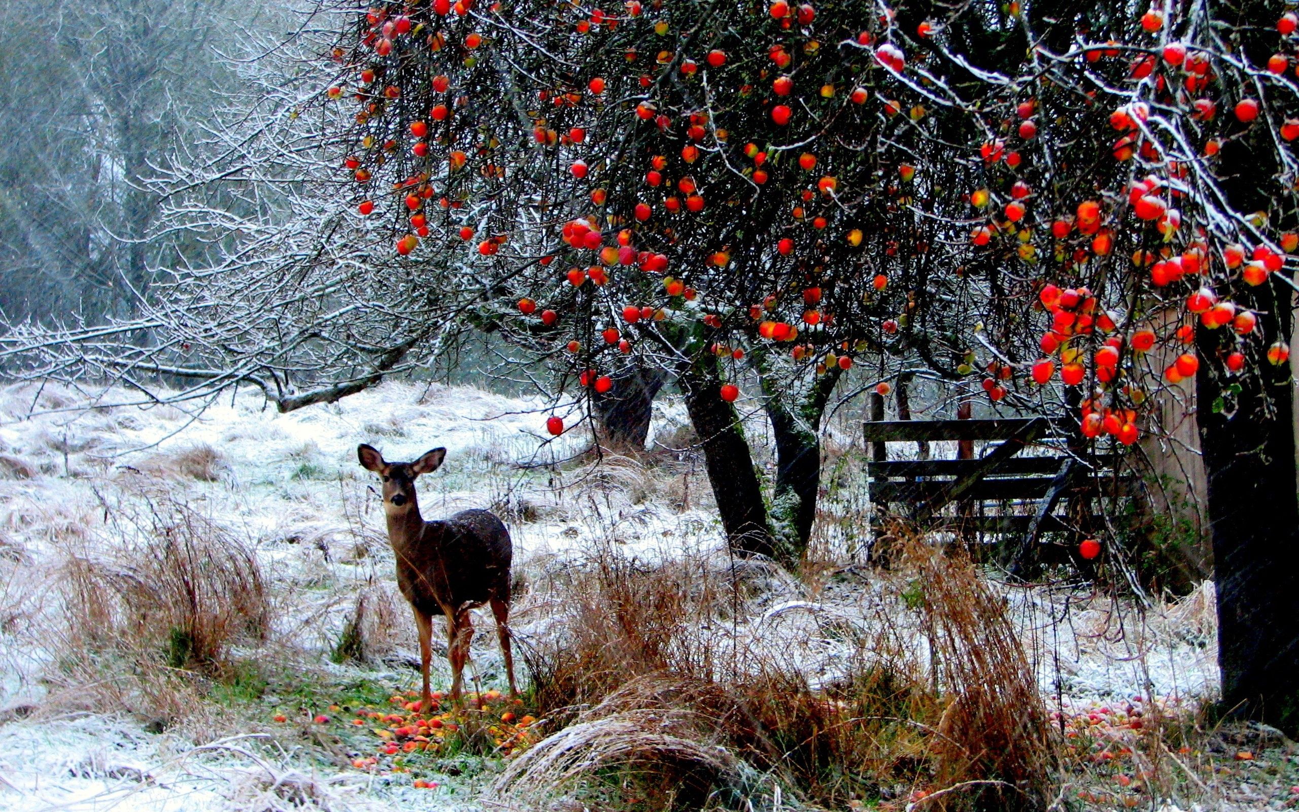 stroll, trees, winter, animals, snow, forest, deer