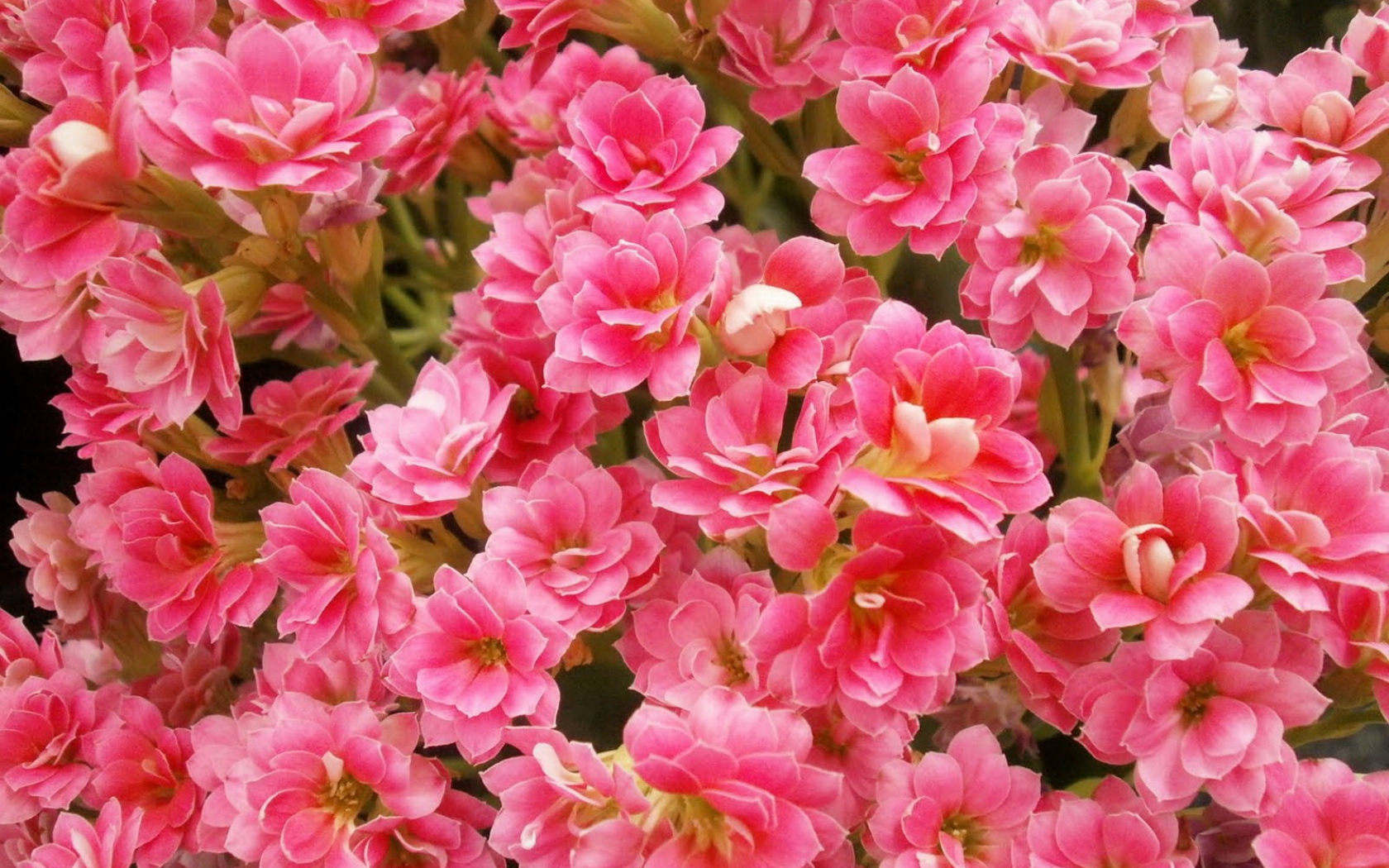 395347 завантажити шпалери земля, квітка, каланхое, рожева квітка, флауерзи - заставки і картинки безкоштовно