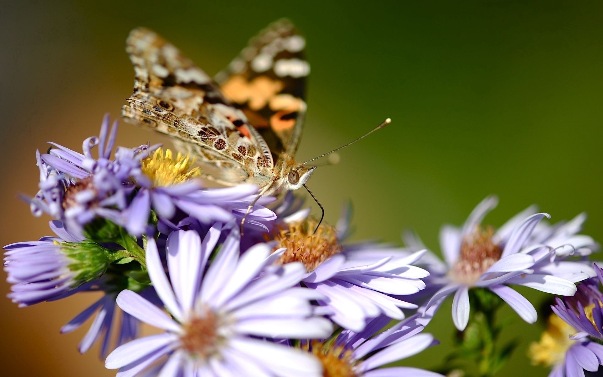 103571 скачать обои цветы, макро, узор, бабочка, крылья, мелкий - заставки и картинки бесплатно