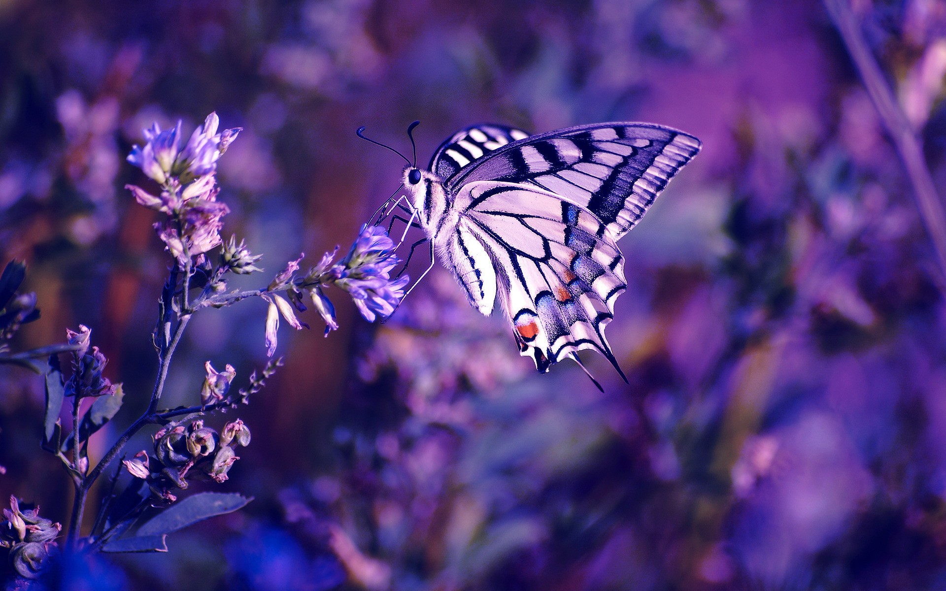 269260 Hintergrundbild herunterladen tiere, schwalbenschwanz, insekt, pastell, lila, insekten - Bildschirmschoner und Bilder kostenlos