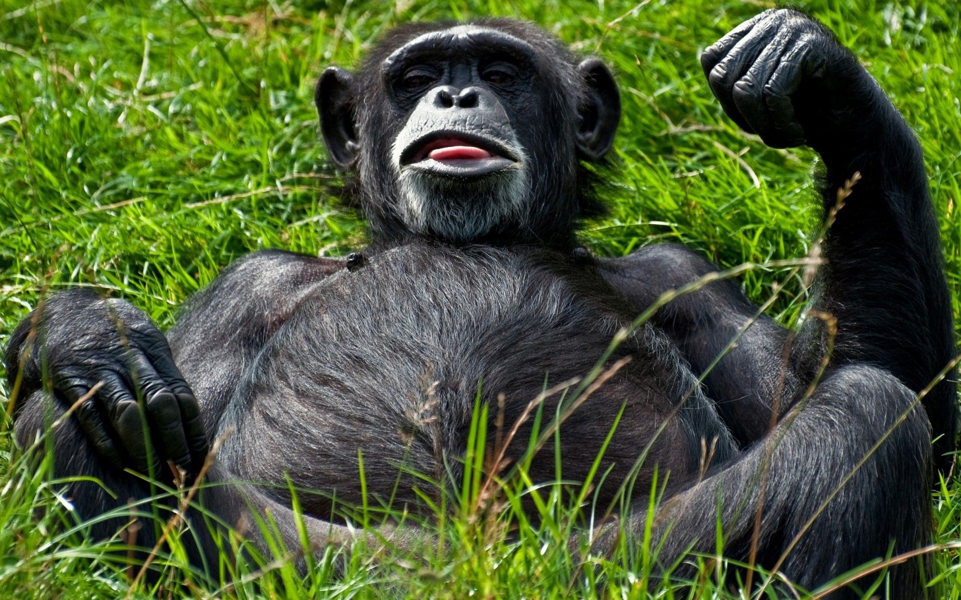 black, monkey, animals, grass, to lie down, lie, teased, teases HD wallpaper