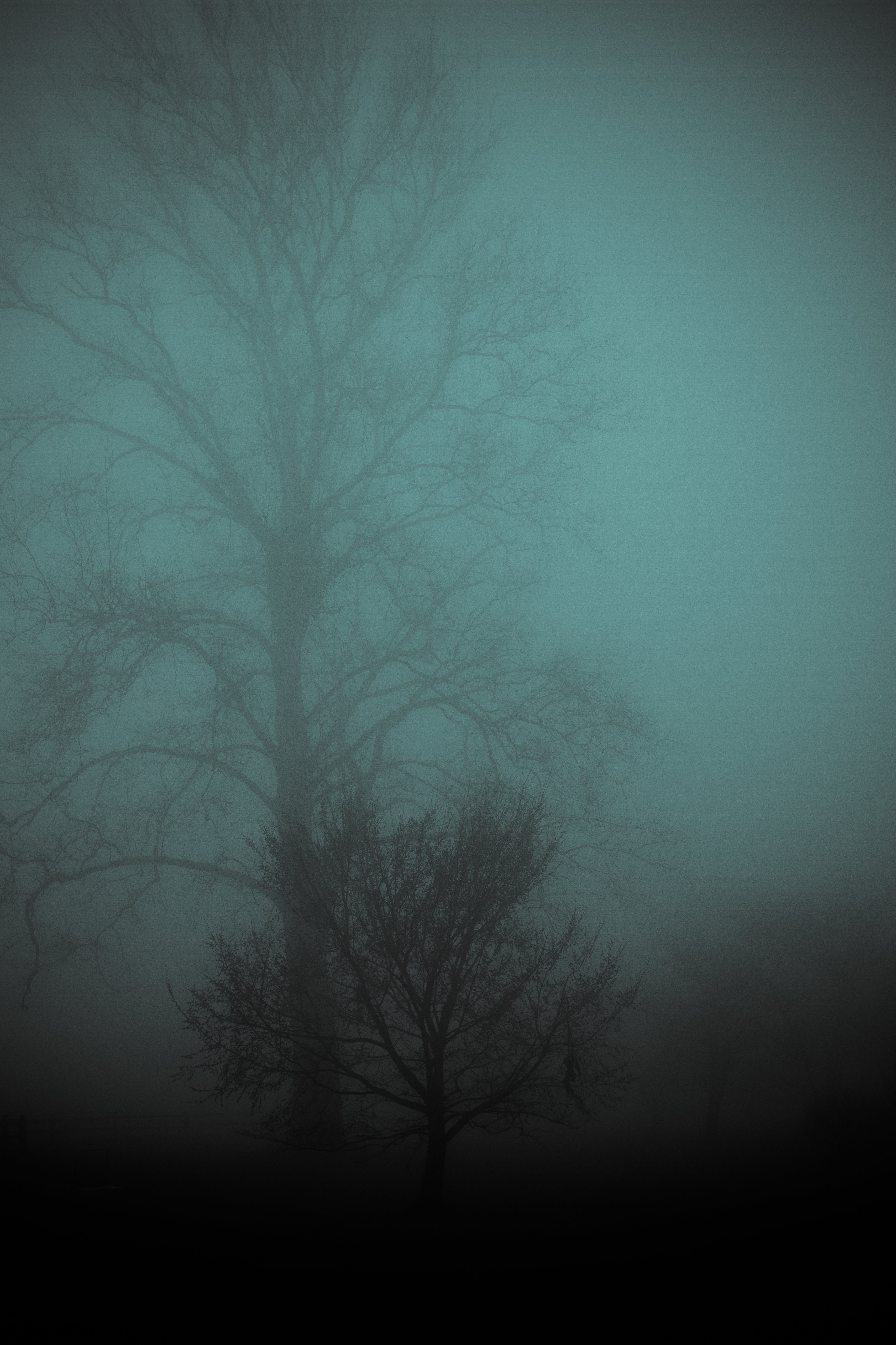 nature, wood, tree, fog, gloomy, gloomily