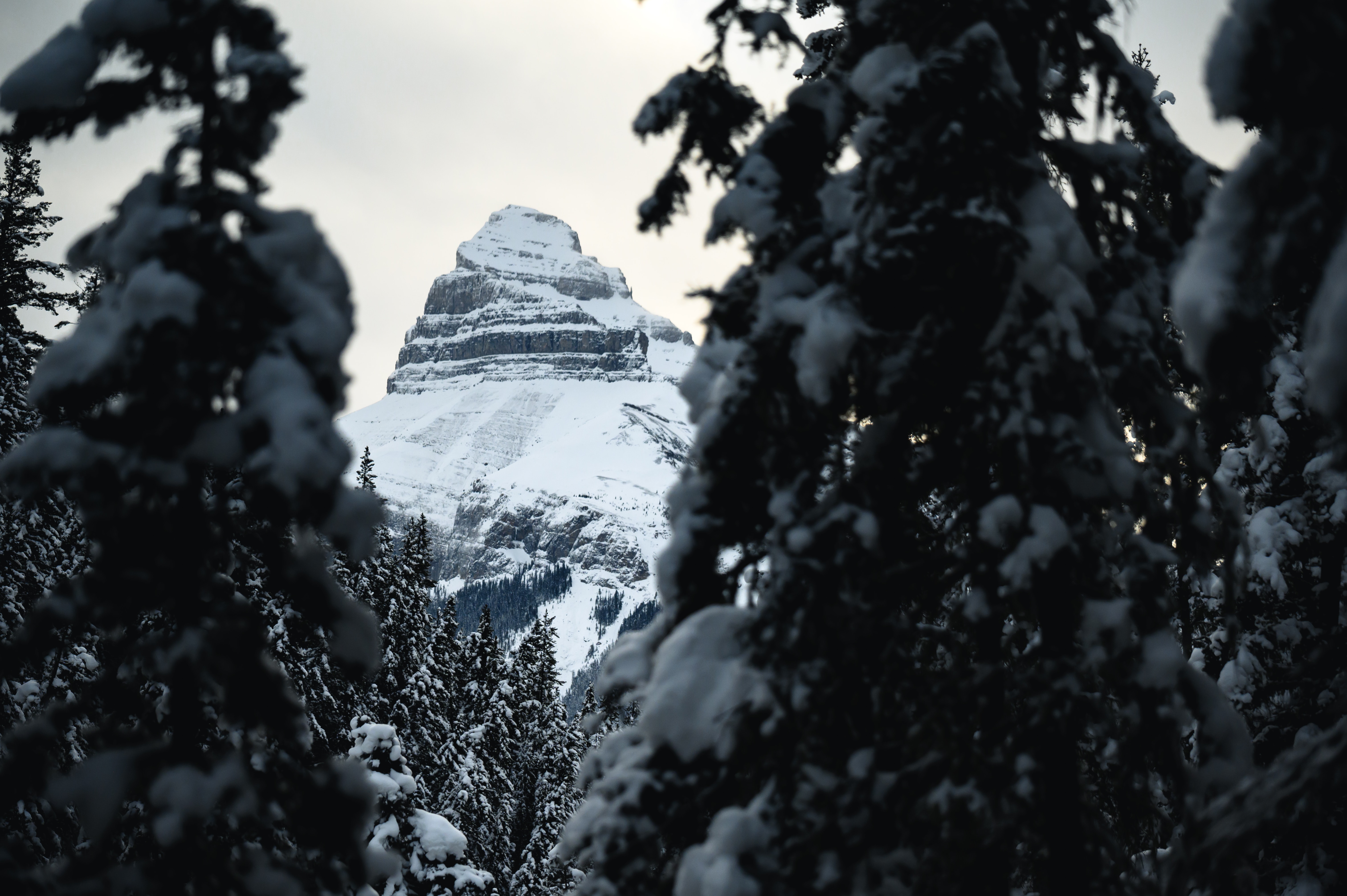 Free download wallpaper Vertex, Mountain, Trees, Snow, Top, Nature, Landscape on your PC desktop
