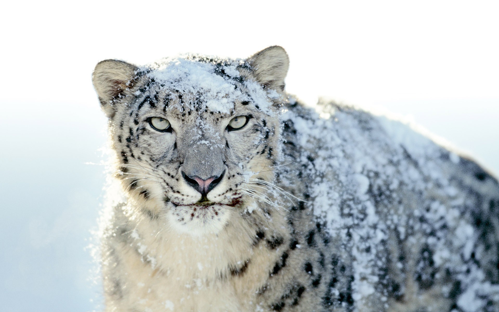 snow leopard, animals