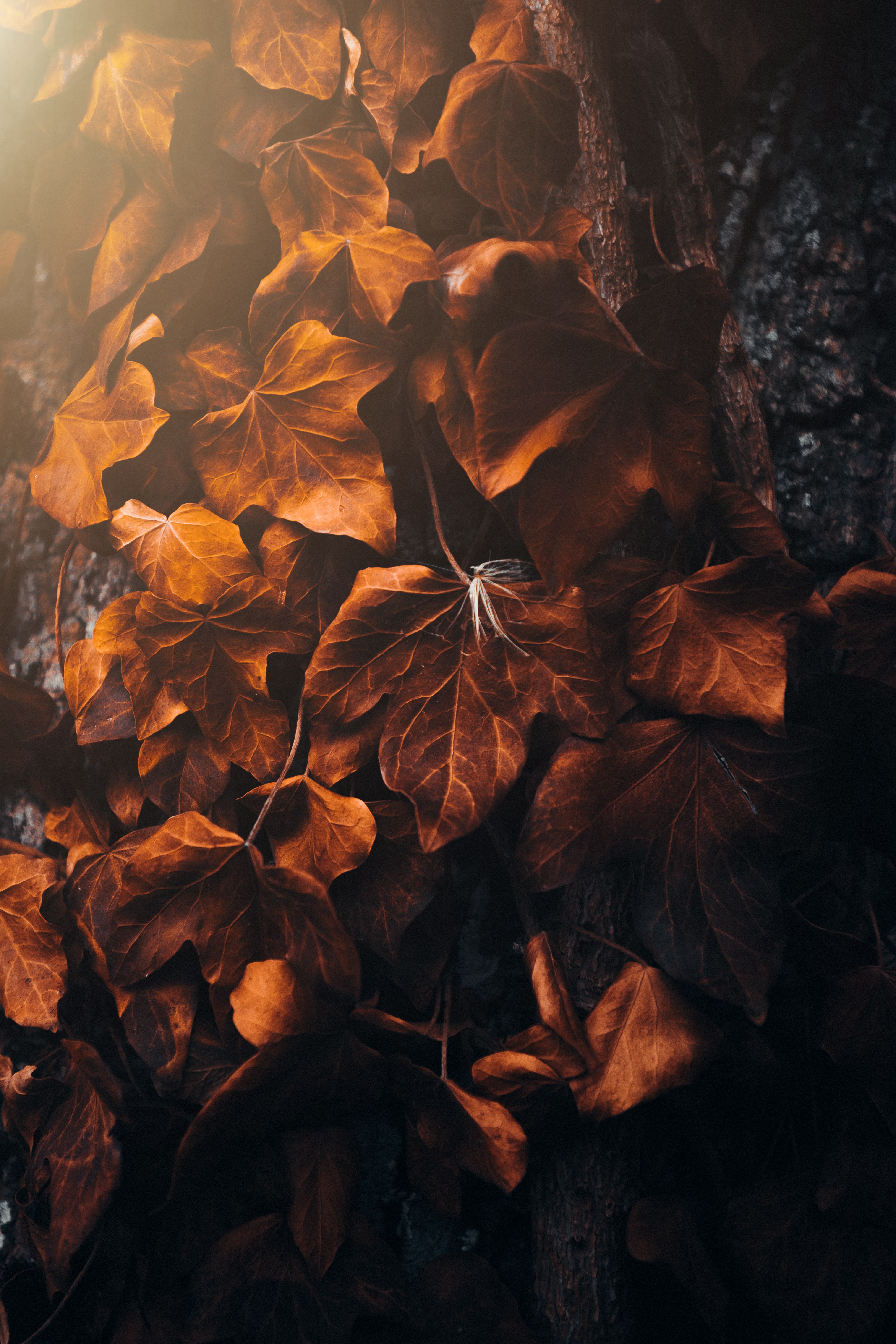 Download mobile wallpaper Poplar, Leaves, Macro, Veins, Nature for free.