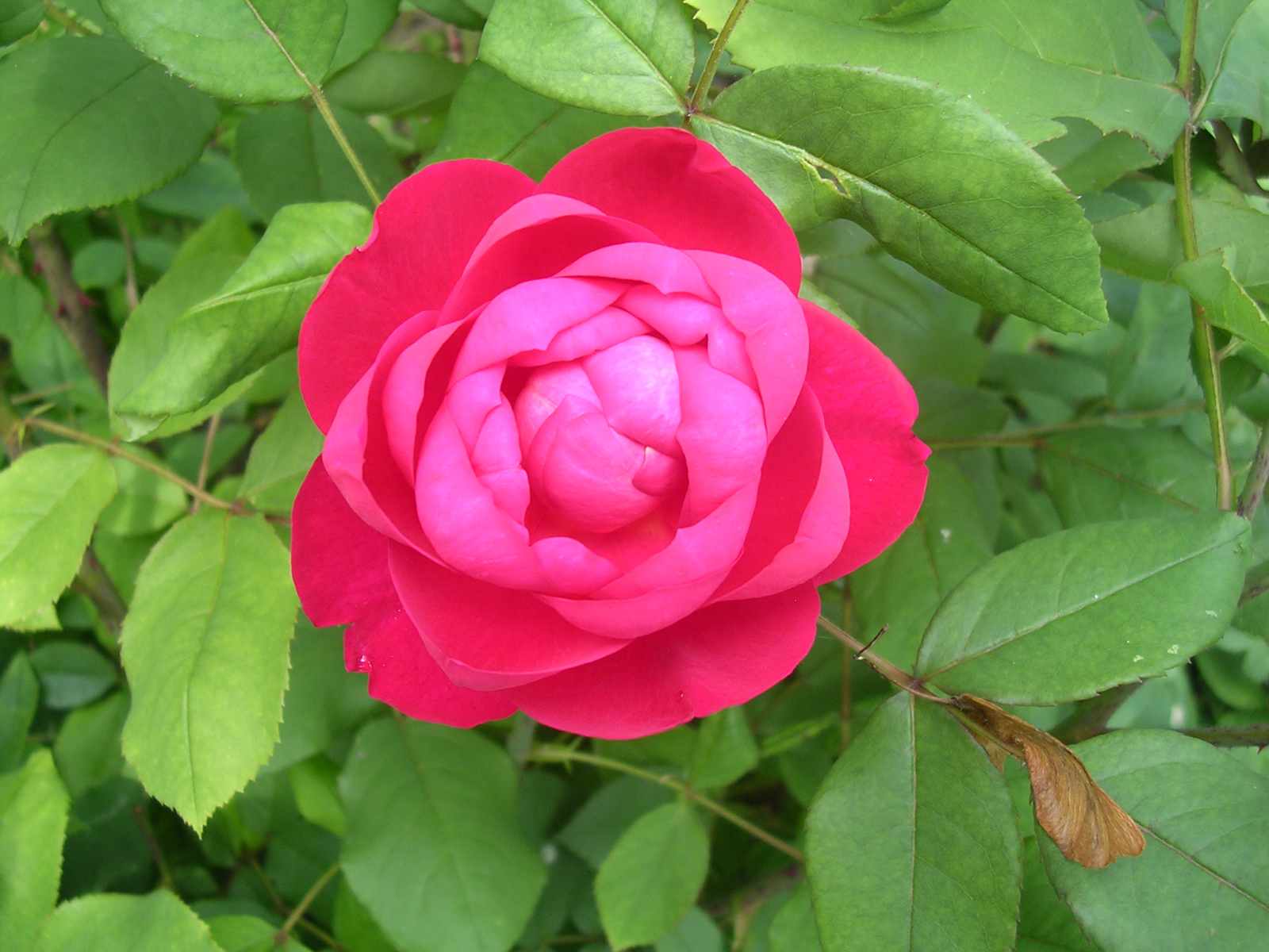 Бенджамин Бриттен Benjamin Britten роза