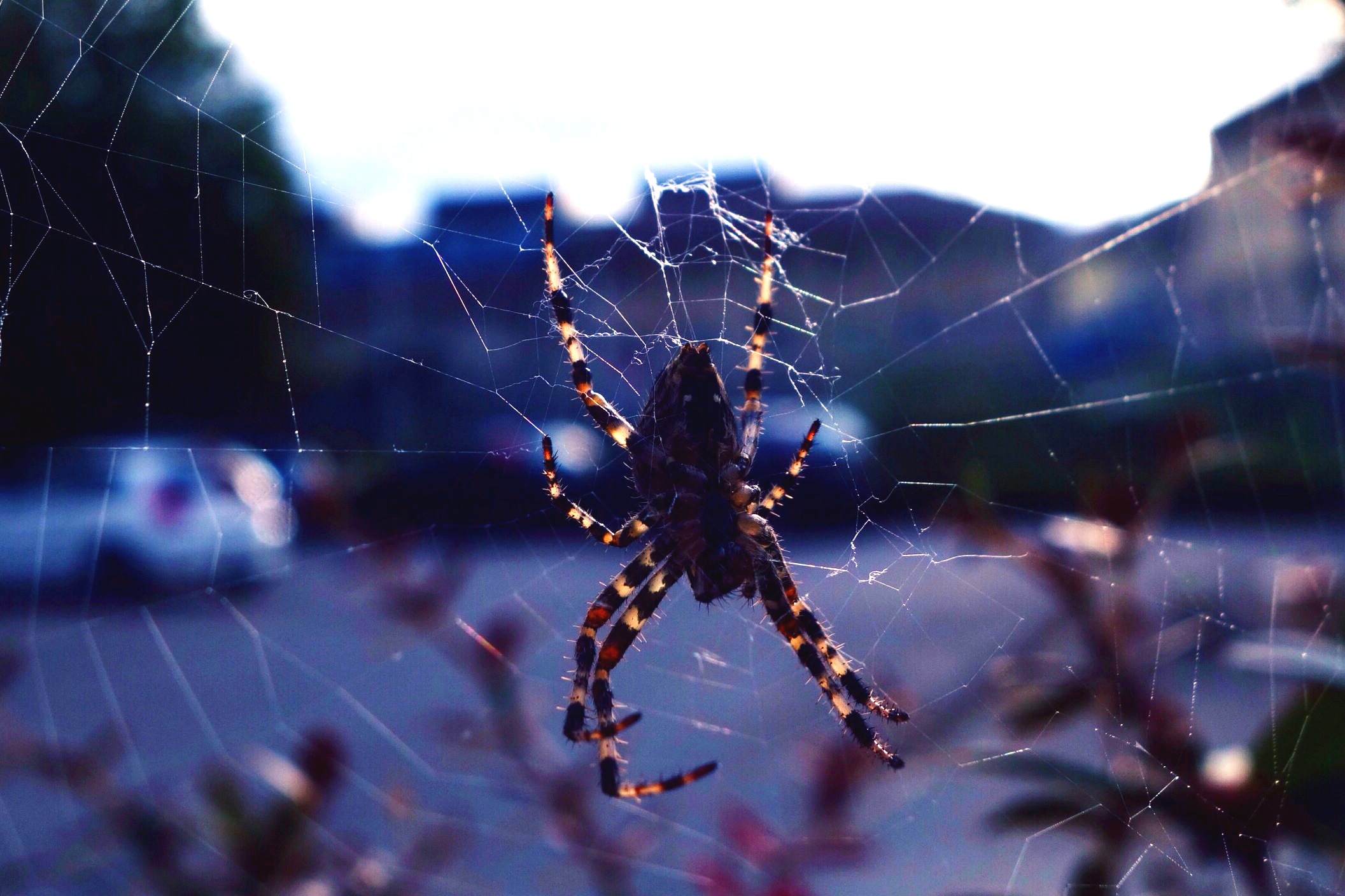 Download mobile wallpaper Spider, Macro, Web, Insect for free.