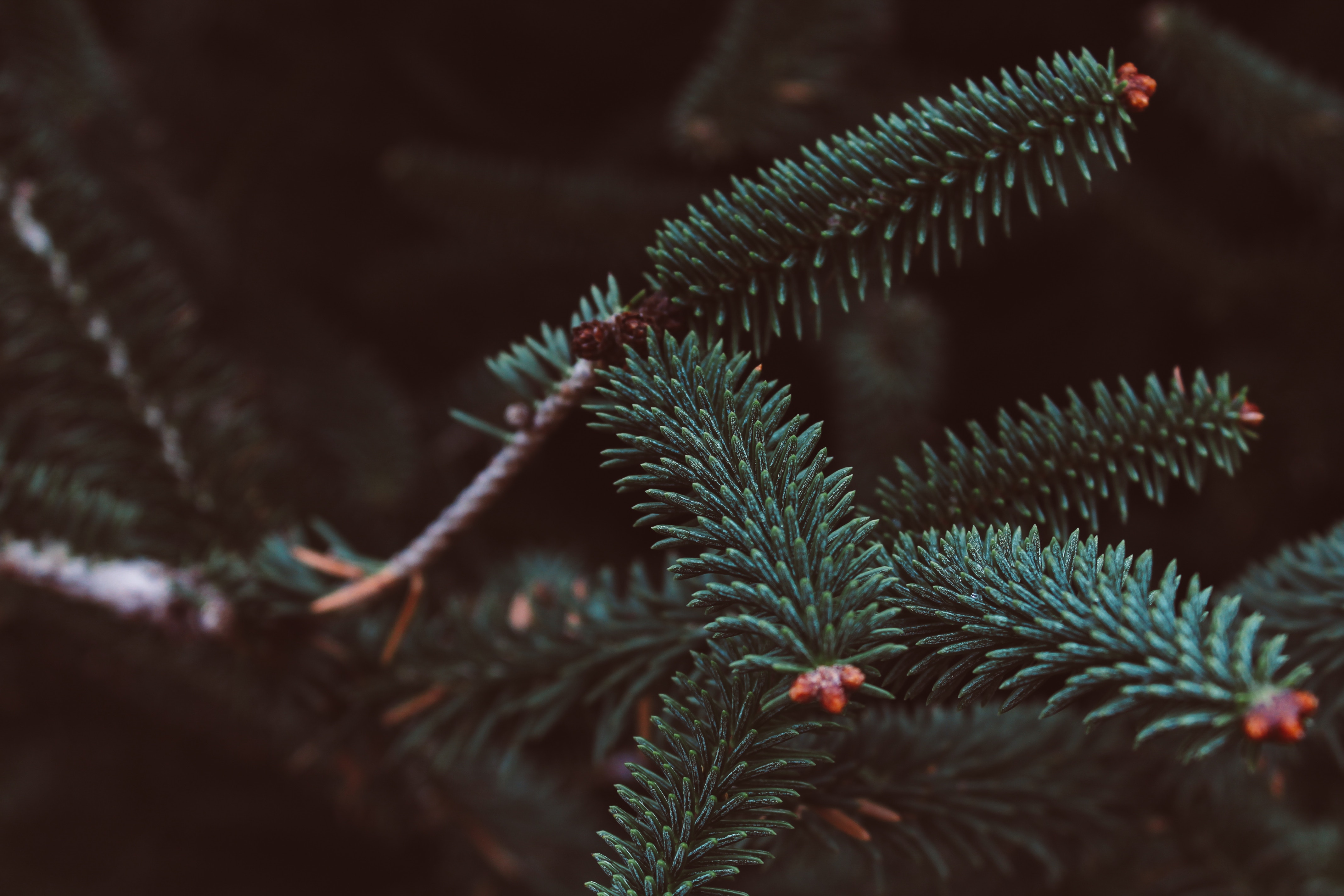 Free download wallpaper Needle, Macro, Branch, Spruce, Fir, Blur, Smooth on your PC desktop