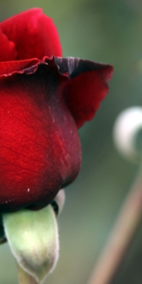 Красные бутоны похожие. Бутон красной розы. Красивый бутон. Розы крупные бутоны. Цветок с красным бутоном.