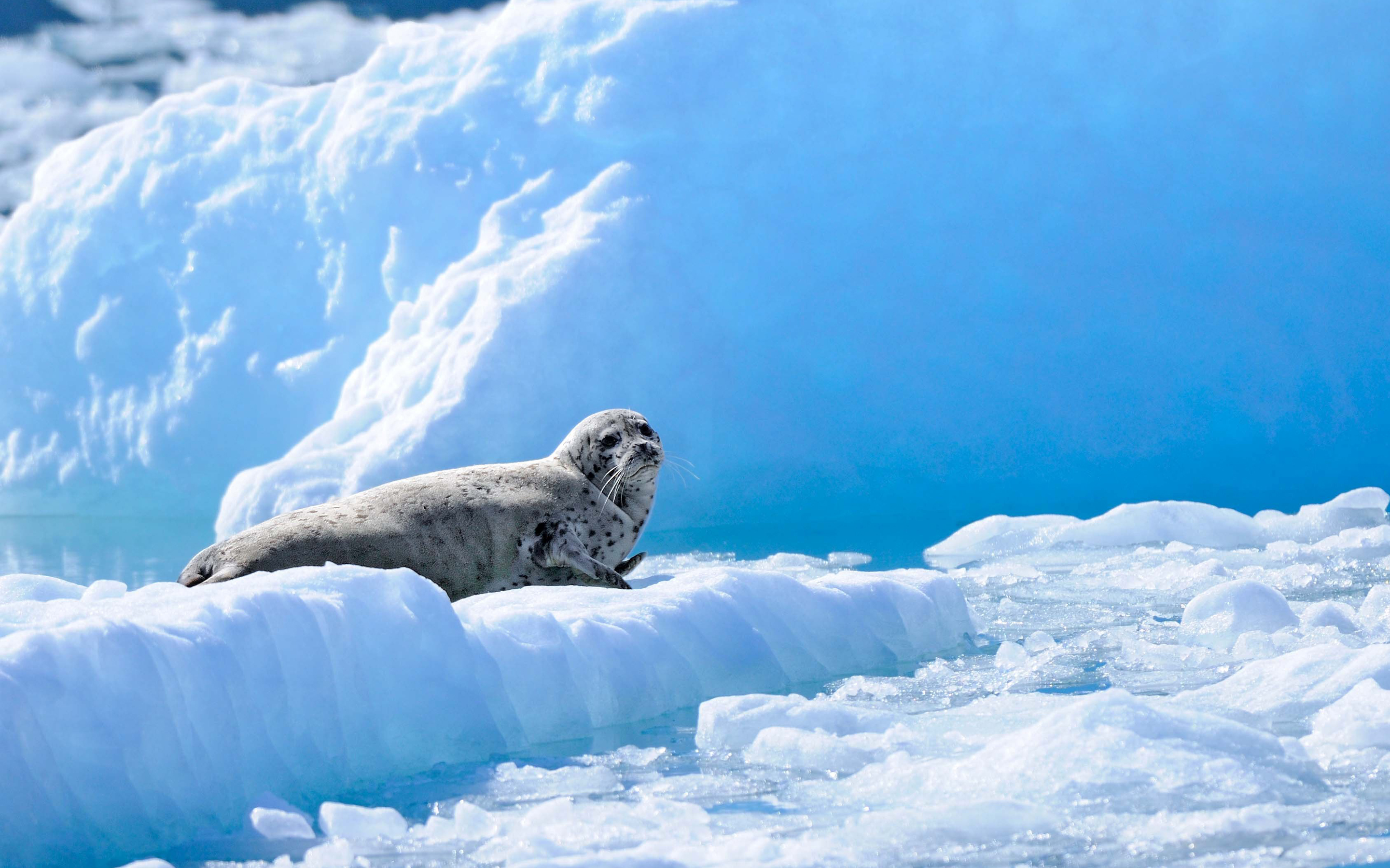seals, animal, seal High Definition image