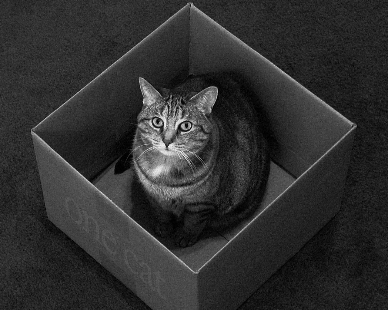 143910 免費下載壁紙 动物, 猫, 坐, 坐下, 体重, 星期四, 盒子, 包装盒 屏保和圖片