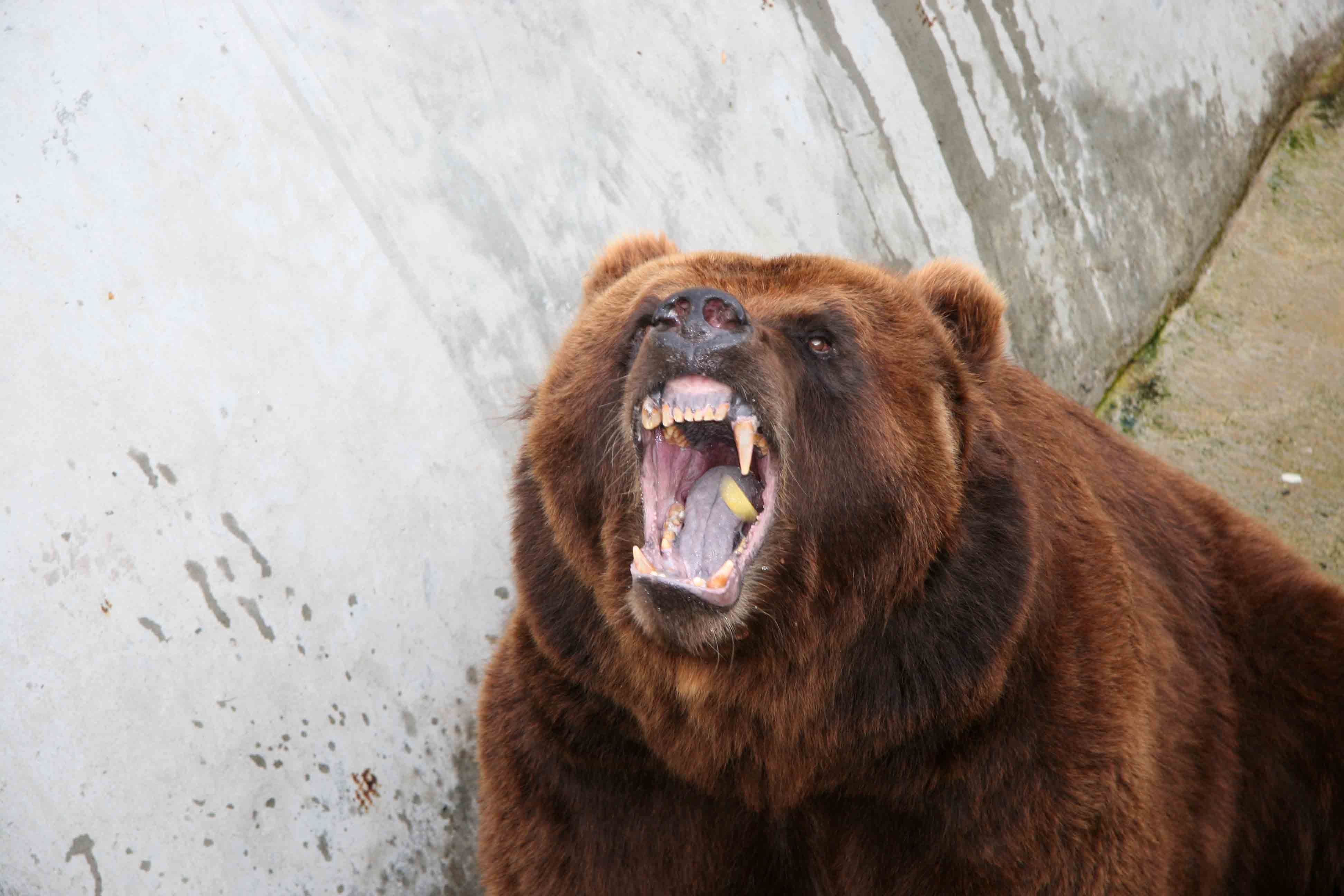 Download mobile wallpaper Anger, Animals, Aggression, Grin, Bear for free.