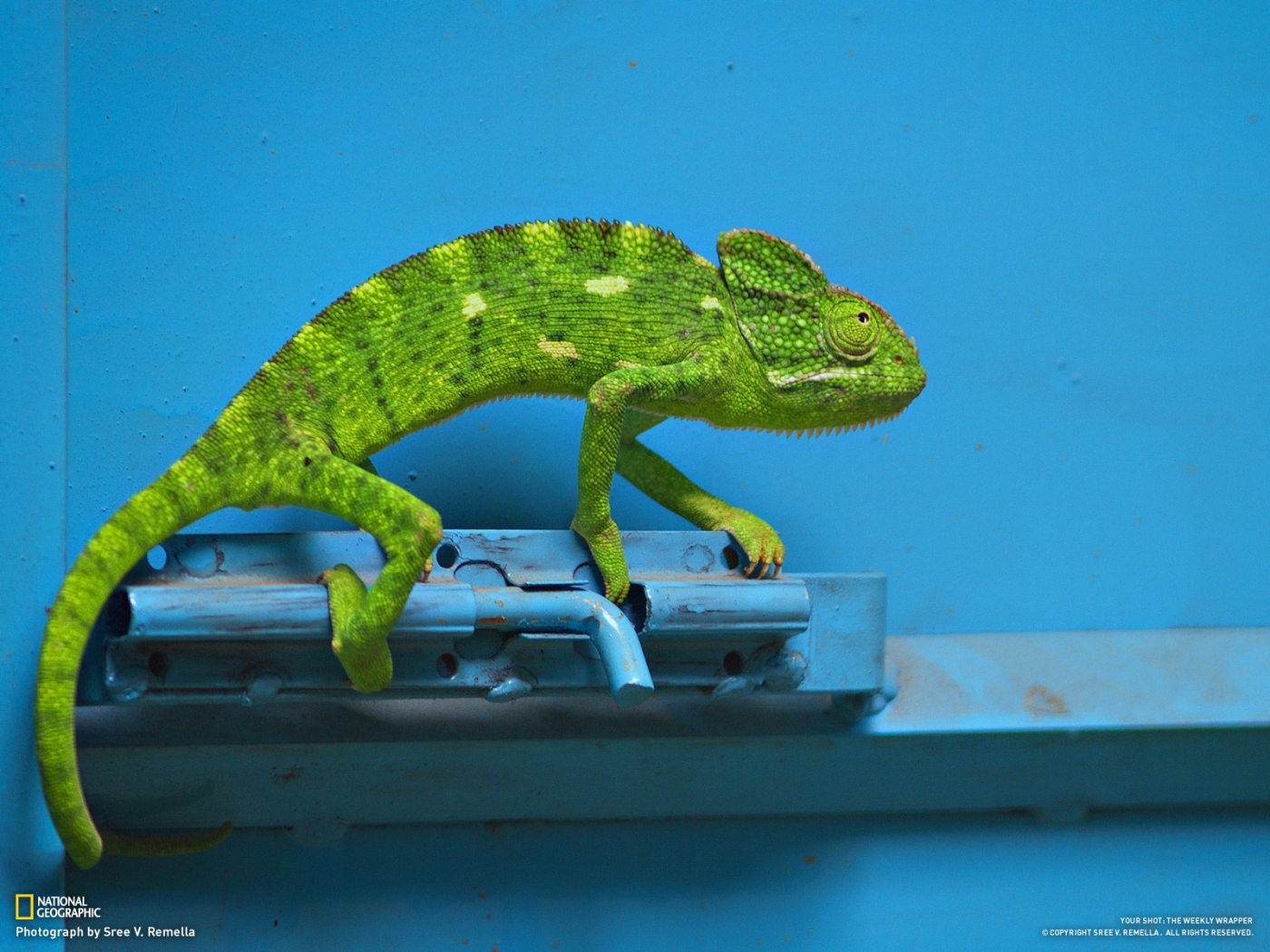 23466 baixar papel de parede animais, lagartos - protetores de tela e imagens gratuitamente