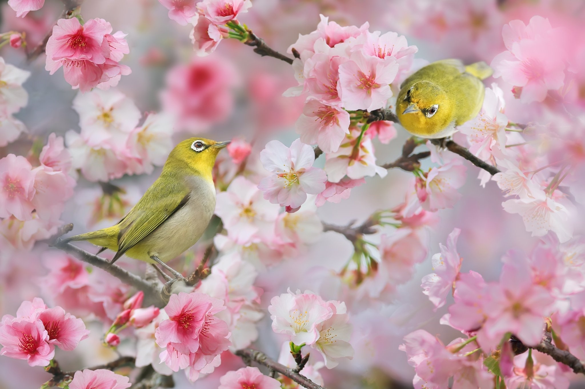 428767壁紙のダウンロード動物, メジロ, 花, ブランチ, ピンクの花, 春, 鳥-スクリーンセーバーと写真を無料で