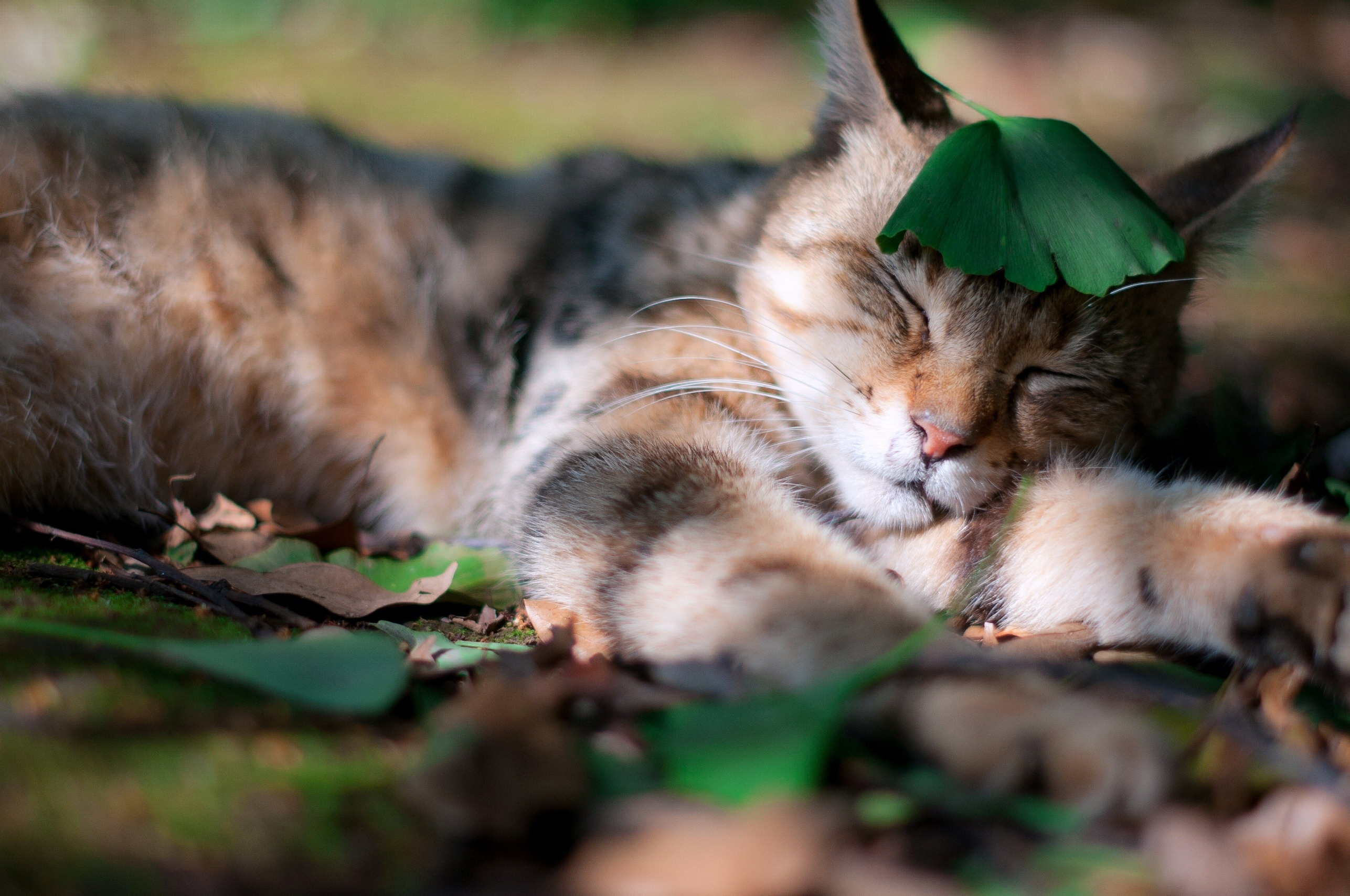 Animal dream. Кошка на природе. Трава для кошек.