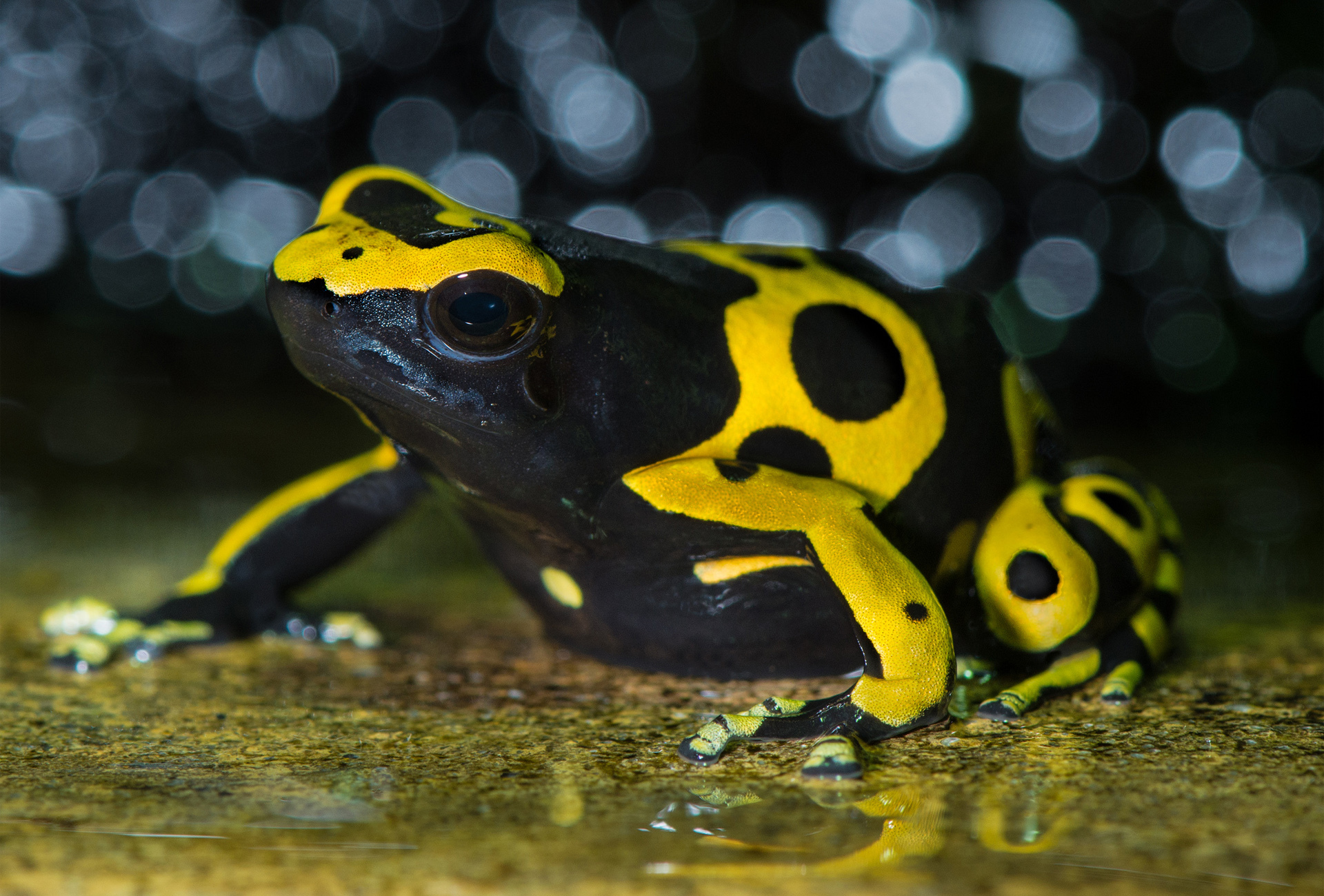 Ядовитая лягушка желто черная